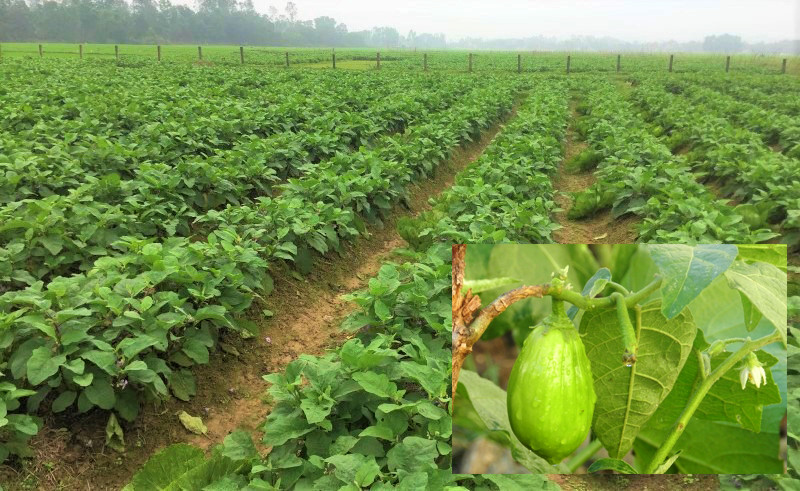 Nhiều hộ dân ở huyện Anh Sơn đã mạnh dạn chuyển đổi đất vườn tạp kém hiệu quả sang trồng cà dừa xanh và cho thu nhập ổn định. Ảnh: Thái Hiền