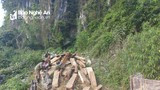 Chi cục Kiểm lâm Nghệ An yêu cầu báo cáo lại vụ phá rừng ở vùng biên Kỳ Sơn