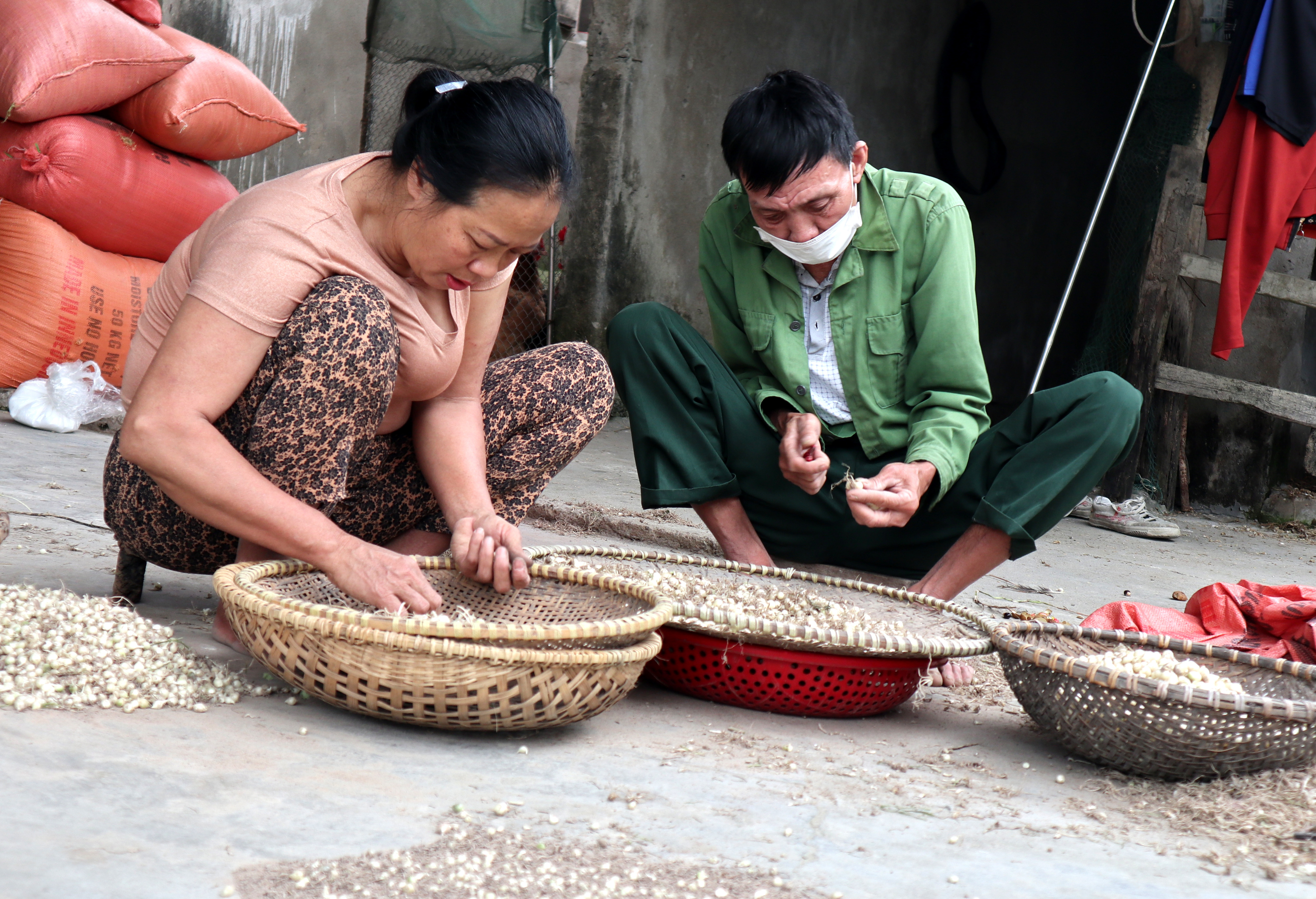 Với mức giá 20.000 đồng/kg, người trồng hành mới có lãi trong bối cảnh giá các vật tư đầu vào đều tăng mạnh. Ảnh: Thanh Phúc