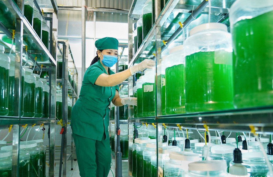 Sản phẩm tảo xoắn tại Công ty CP Khoa học công nghệ tảo VN (Công ty CP Khoa học xanh Hidumi Phama). ảnh: Trần Duy Ngoãn