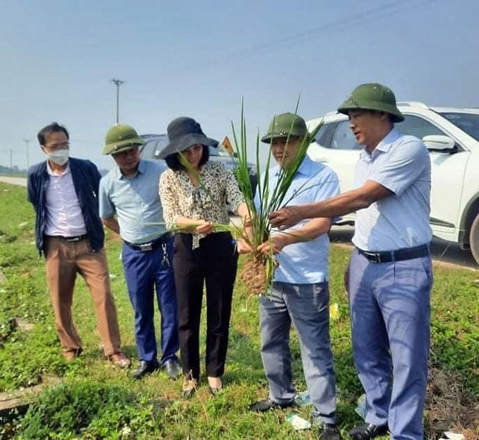 Lãnh đạo Sở Nông nghiệp và PTNT kiểm tra tình hình bệnh đạo ôn trên lúa vụ xuân. Ảnh: Phú Hương