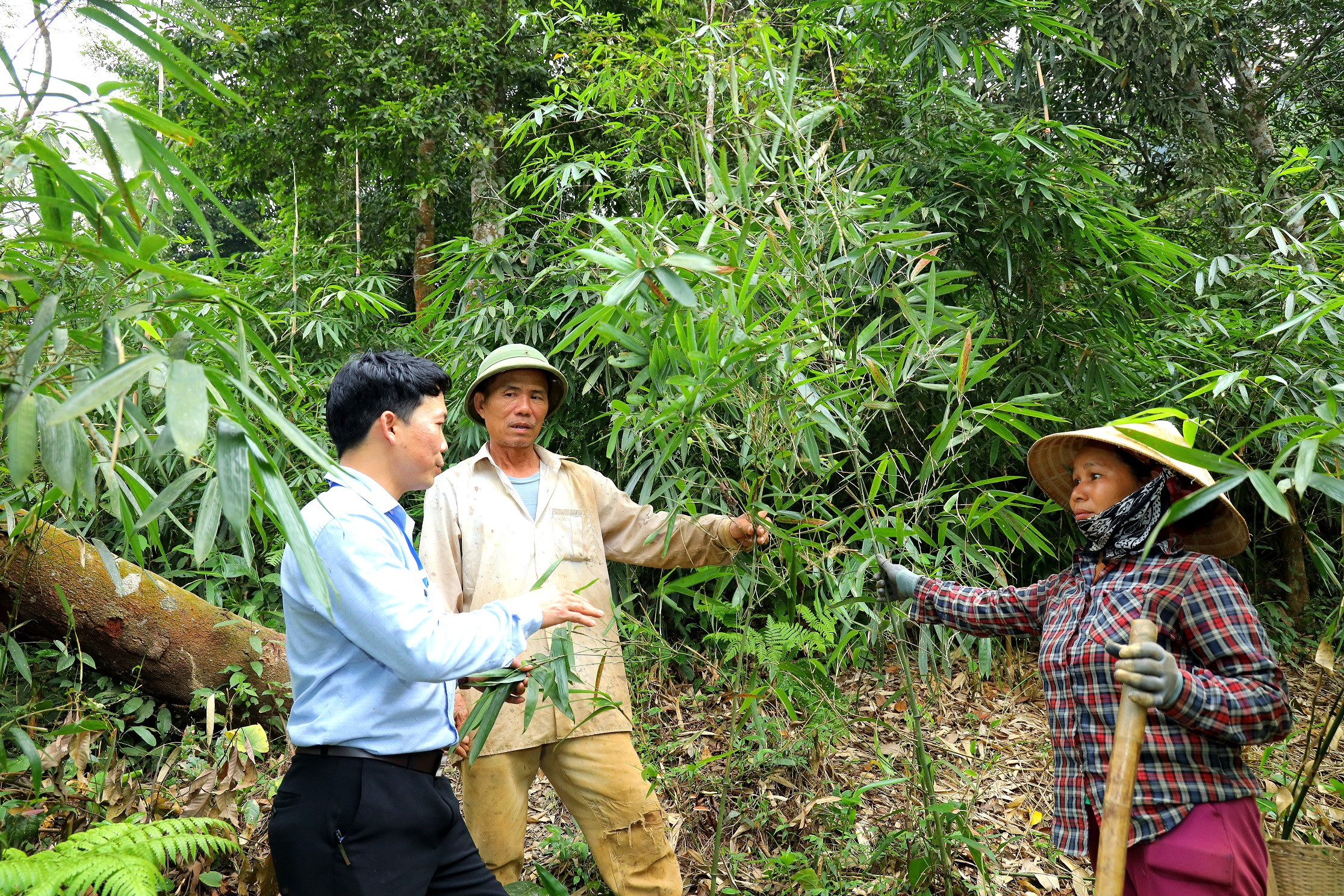 Việc khôi phục giống măng đắng được thực hiện từ năm 2019. Từ vài sào đất có giống mắng đắng, đến nay, gia đình ông Lang Văn Phóng có khoảng 1/2 hécta măng đắng. Ảnh Nguyên Nguyên