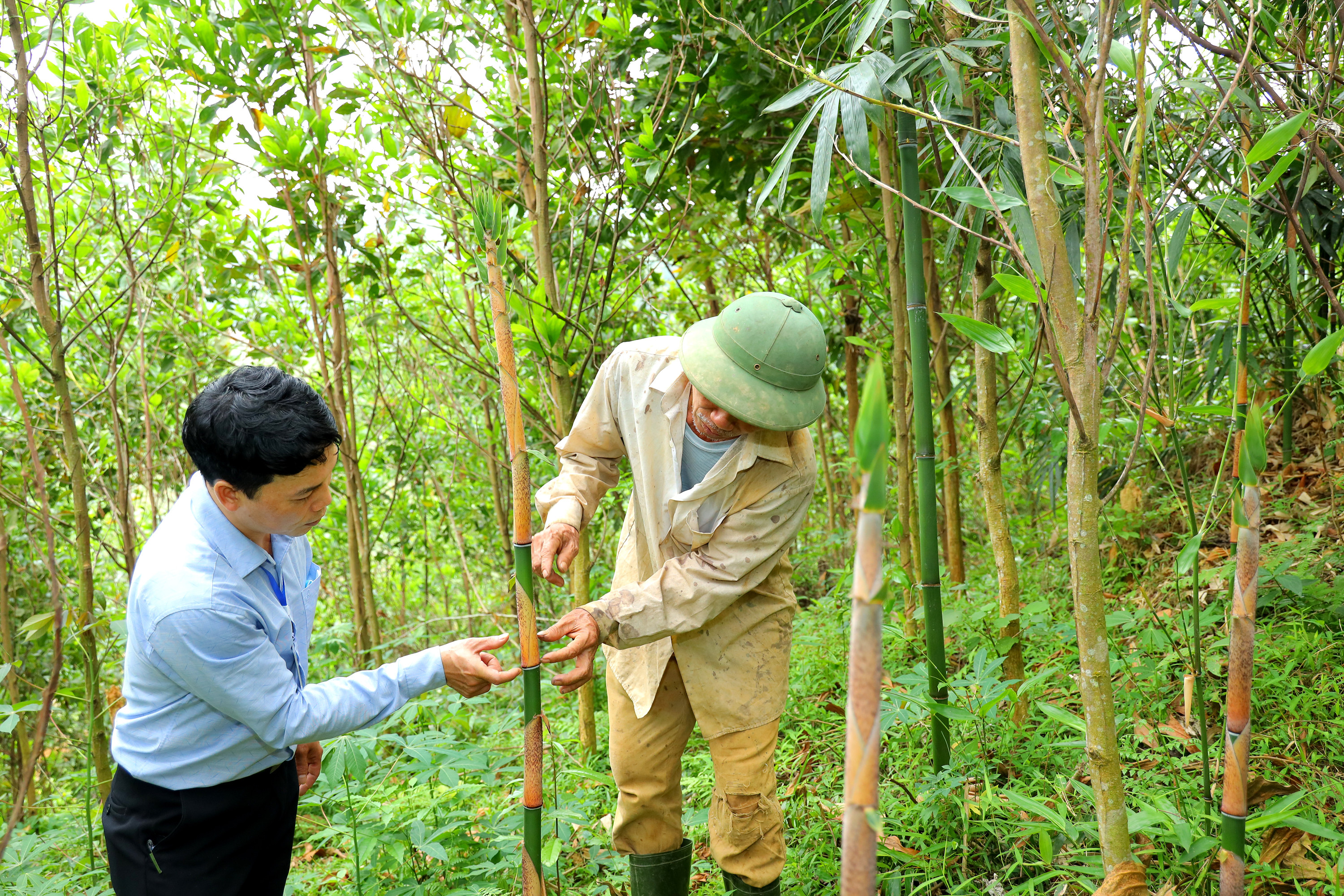 Tuy nhiên, theo phản ánh của ông Lang Văn Phóng, quá trình nhân rộng diện tích loại măng này có một số diện tích bị kẻ trộm bẻ, phá. Ảnh Nguyên Nguyên