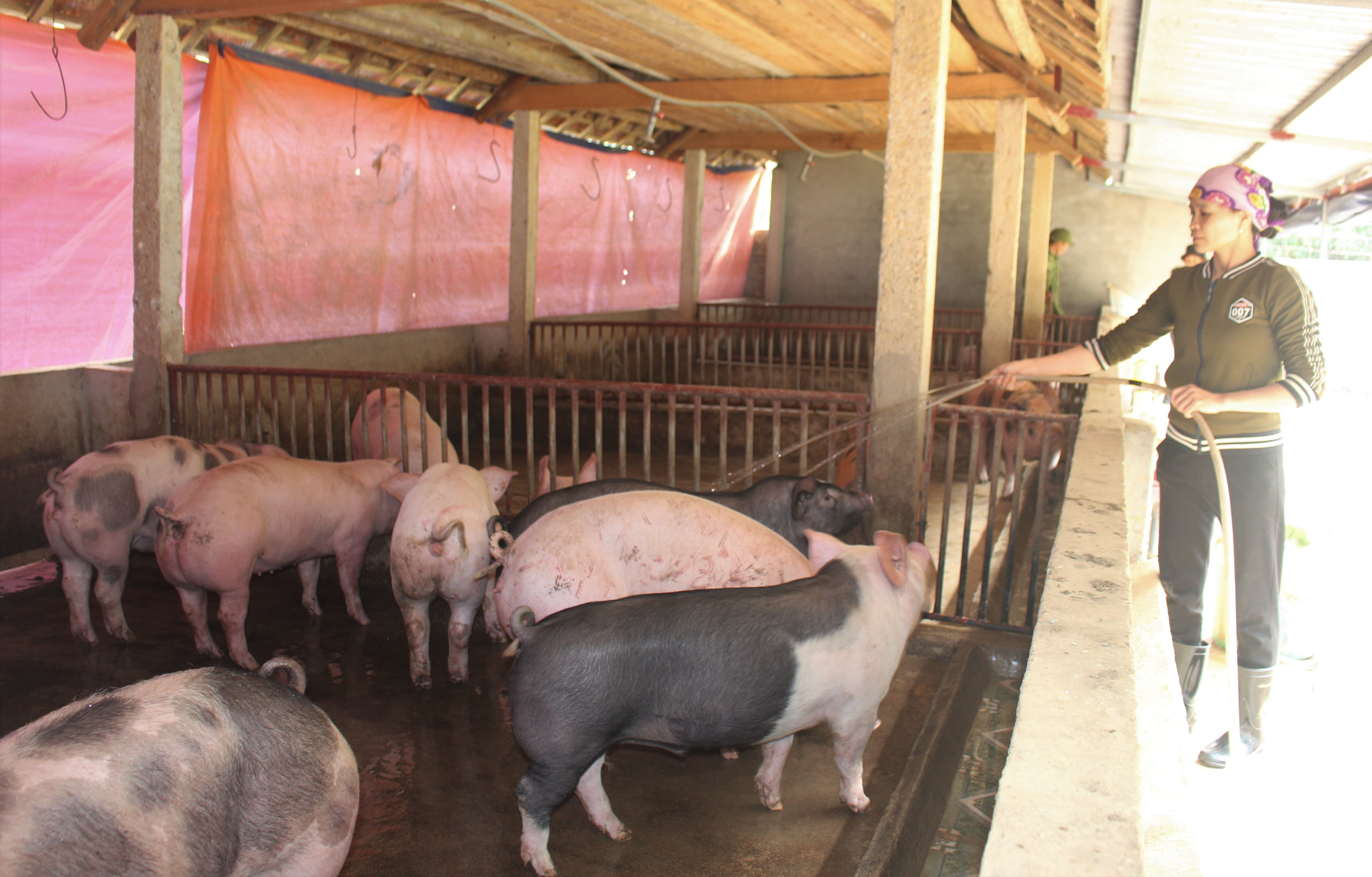  Gia đình chị Nguyễn Thị Loan ở thôn 3 xã Tam Sơn chủ động trong quá trình chăn nuôi lợn nhờ có nái sinh sản. Ảnh Thái HIền