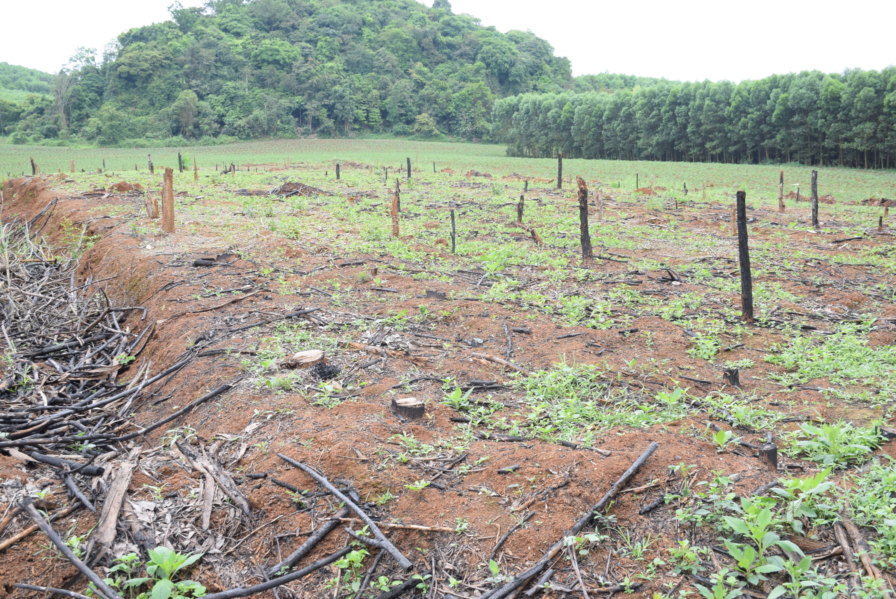 Một số diện tích đất trên địa bàn xã Giai Xuân sau khi đã bàn giai cho dự án, người dân không trồng keo nữa. Ảnh: Xuân Hoàng