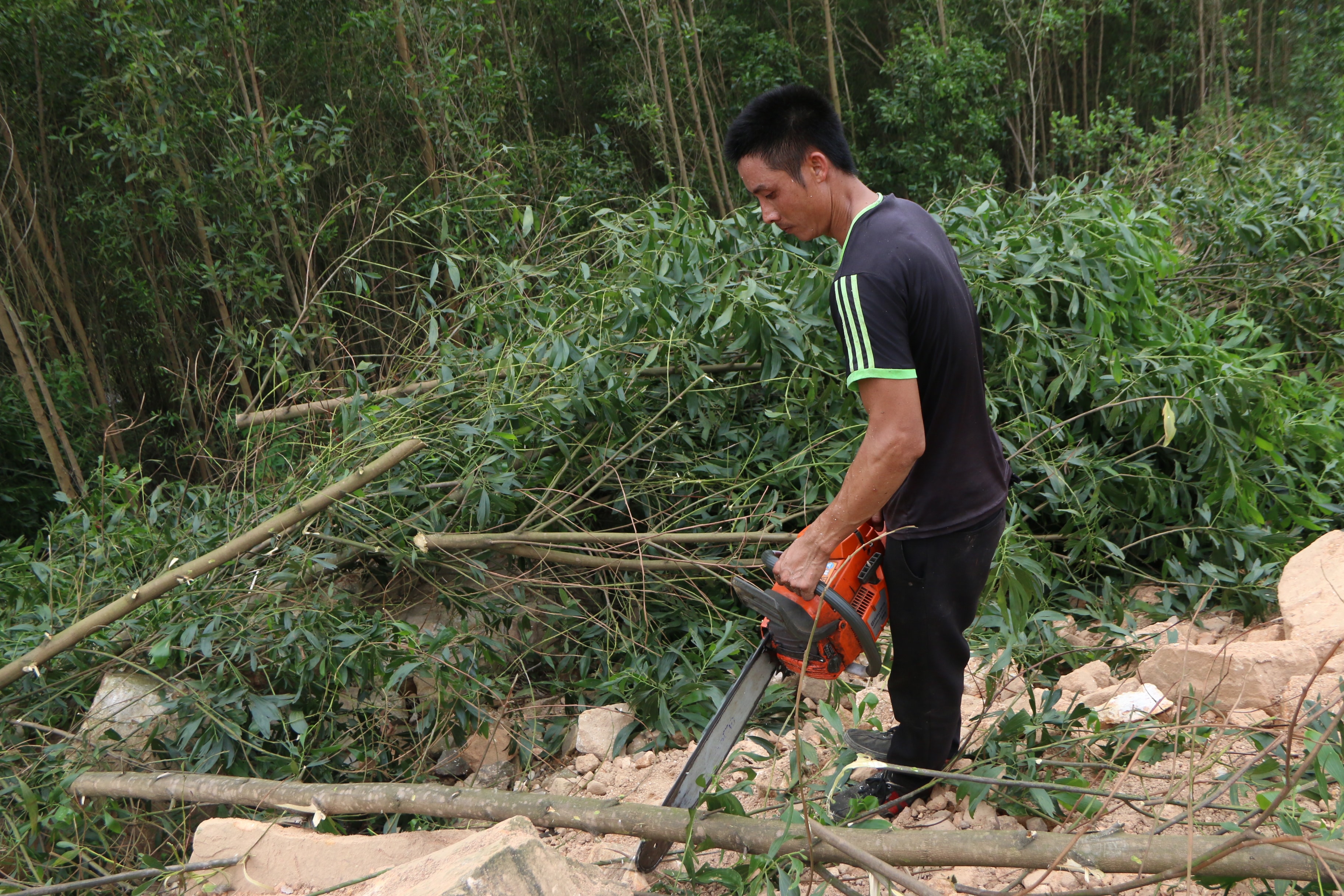 Người dân chặt cây ở phần mới được mở rộng GPMB. Ảnh: Tiến Đông
