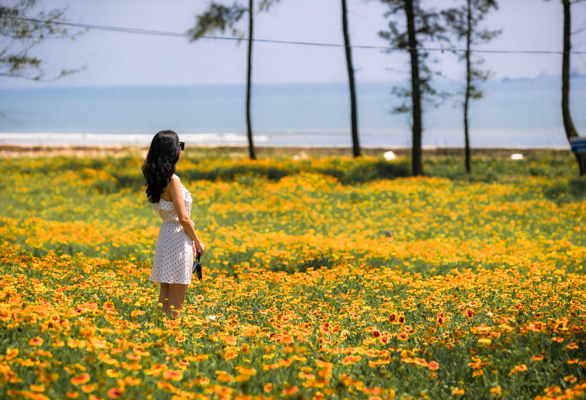 Hoa cúc biển sẽ được trồng nhiều tại các địa điểm: Khu vực đồi hoa tự nhiên phía Nam Quảng trường Bình Minh với diện tích 10.000 m2. Khu vực tại các ô bôn va đường 72m giao nhau với trục đường Bình Minh với diện tích 2.000 m2. Khu vực Công viên Hoa Cúc biển với diện tích 500 m2. Ảnh: Đức Anh