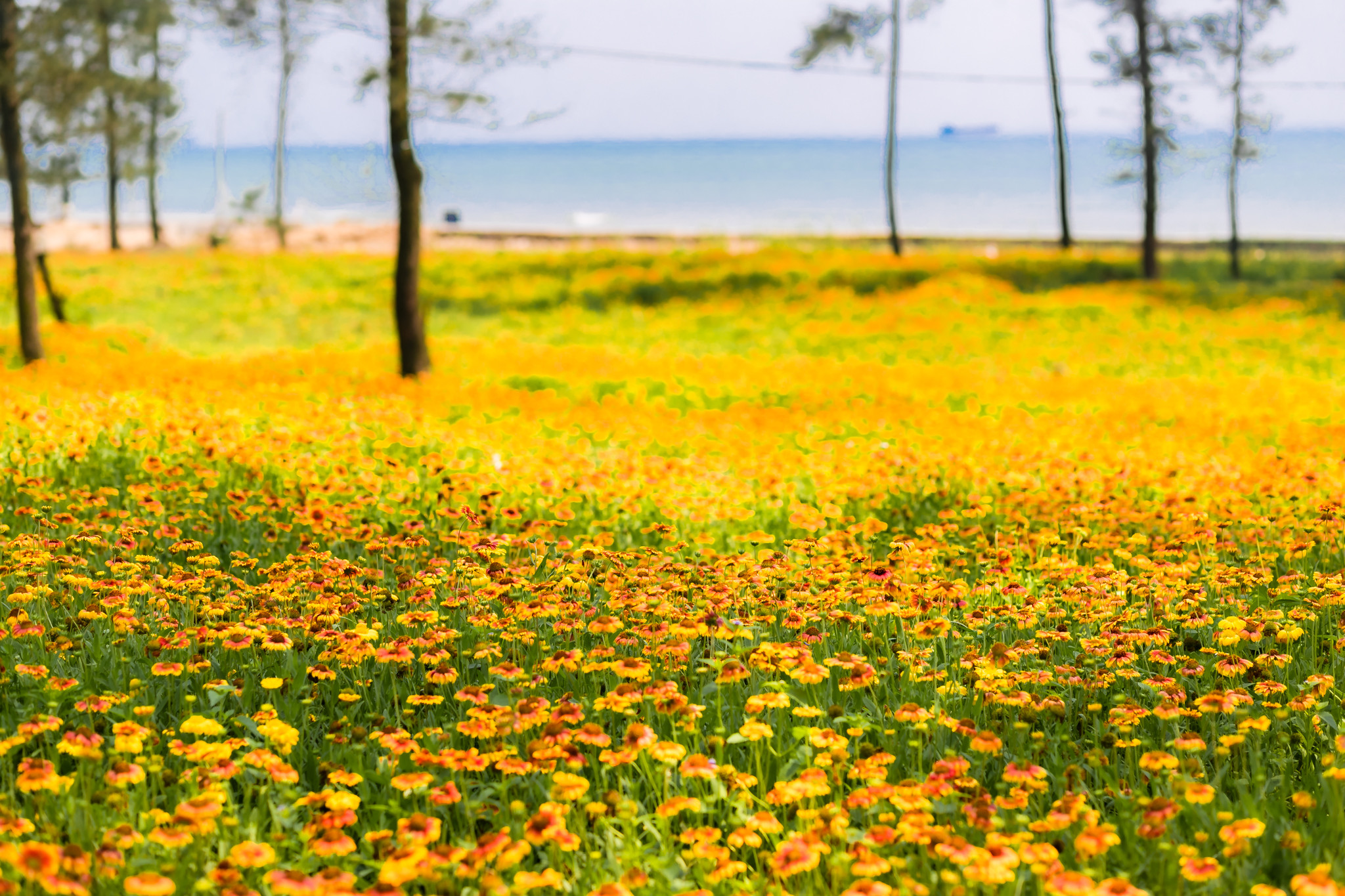 Hoa cúc biển là loại hoa đặc trưng của Cửa Lò. Năm nay chính quyền thị xã đã chính thức đưa loài hoa này làm biểu tượng du lịch của phố biển xinh đẹp bậc nhất miền Trung. Ảnh: Đức Anh