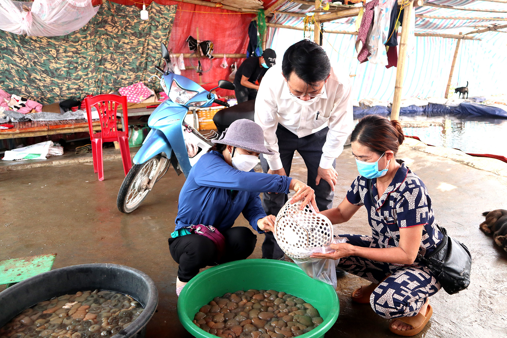 Giá đặc sản riêng có của vùng biển Nghệ An như rum biển tăng gấp đôi so với trước đó. Hiện mỗi kg rum biển có giá từ 250.000 đồng - 300.000 đồng. Ảnh: Thanh Phúc