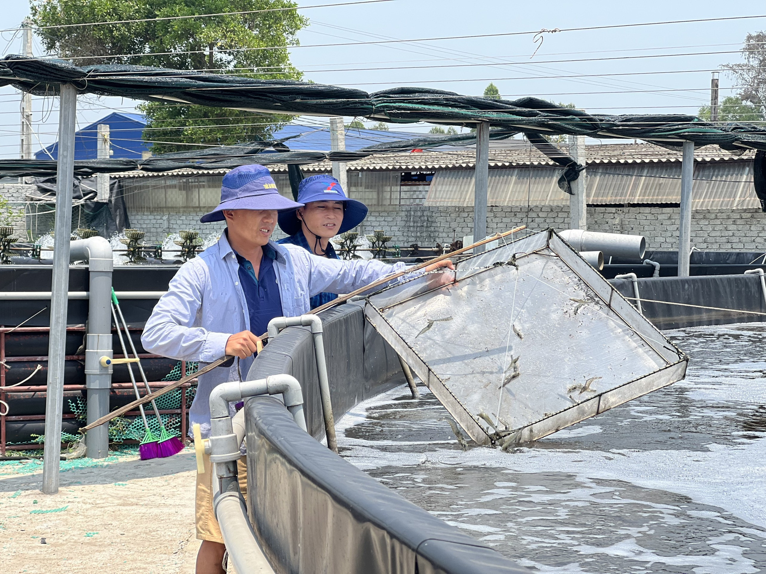 Mùa cao điểm du lịch, cơ sở nuôi tôm của anh Nguyễn Văn Hòa (Diễn Kim, Diễn Châu) cung ứng ra thị trường 15 - 20 tấn tôm với giá cao 
