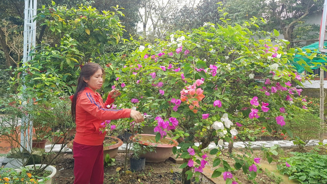 Chị Phạm Thị Mùi ở Nam Giang Nam Đàn chăm sóc vườn hoa được đầu tư từ vốn vay Giải quyết việc làm, NHCSXH. Ảnh VP