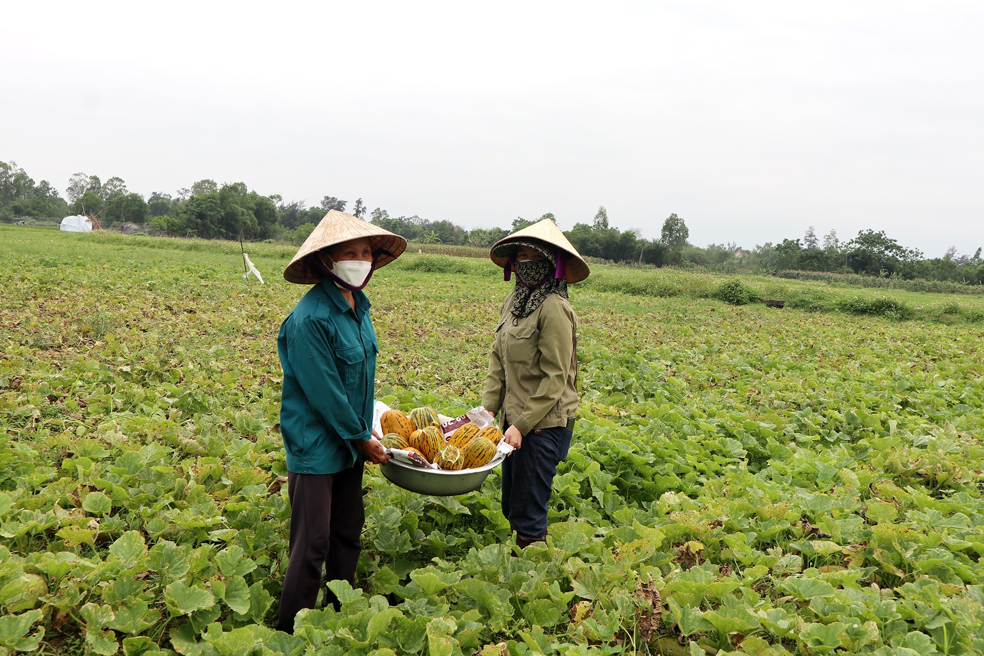 Dù chưa đủ độ chín, giá xuống thấp nhưng do thời tiết bất lợi nên bà con chấp nhận thu hoạch gấp. Ảnh: Thanh Phúc