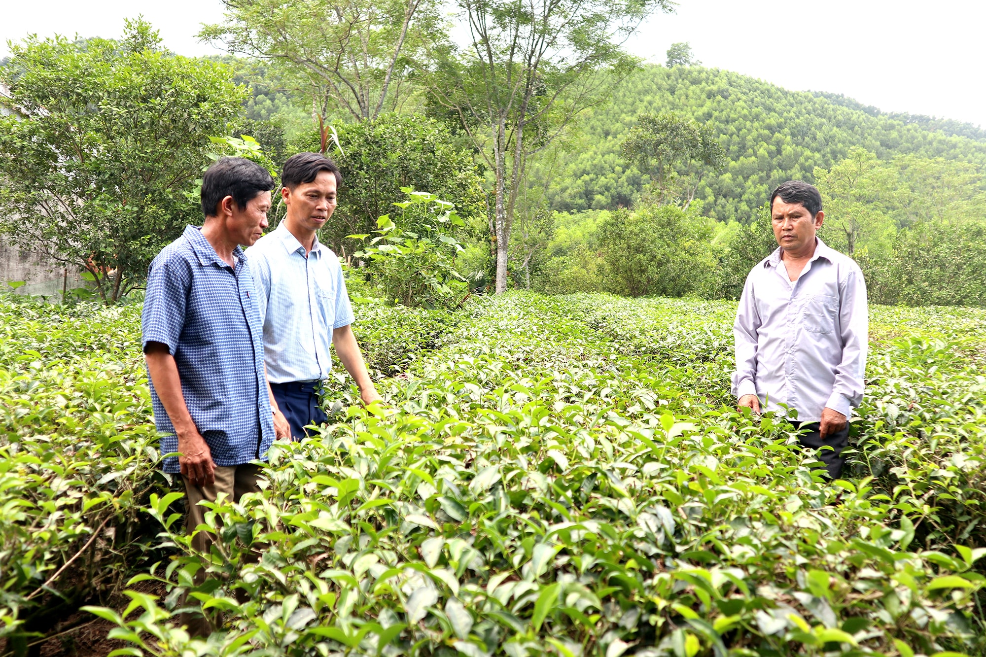 Nông dân Nghệ An năng động 'bắt nhịp' thị trường