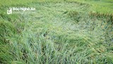 Hàng trăm ha lúa xuân ở Nghệ An đổ rạp sau mưa lớn