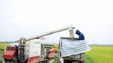 Lo giông lốc, nông dân Nghệ An khẩn trương thu hoạch lúa xuân