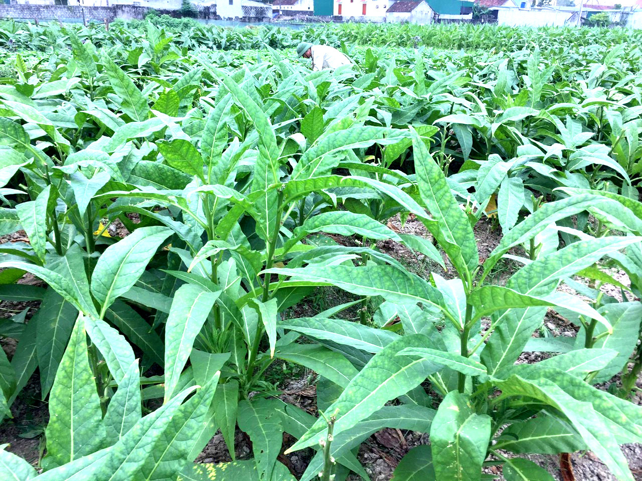 Cây thuốc lào hay còn gọi là tương tư thảo (cỏ nhớ thương) là cây trồng chủ lực, đem lại nguồn thu chính của người dân các địa phương Quỳnh Dị (TX.Hoàng Mai), Diễn Hạnh (Diễn Châu). Ảnh: Thanh Phúc