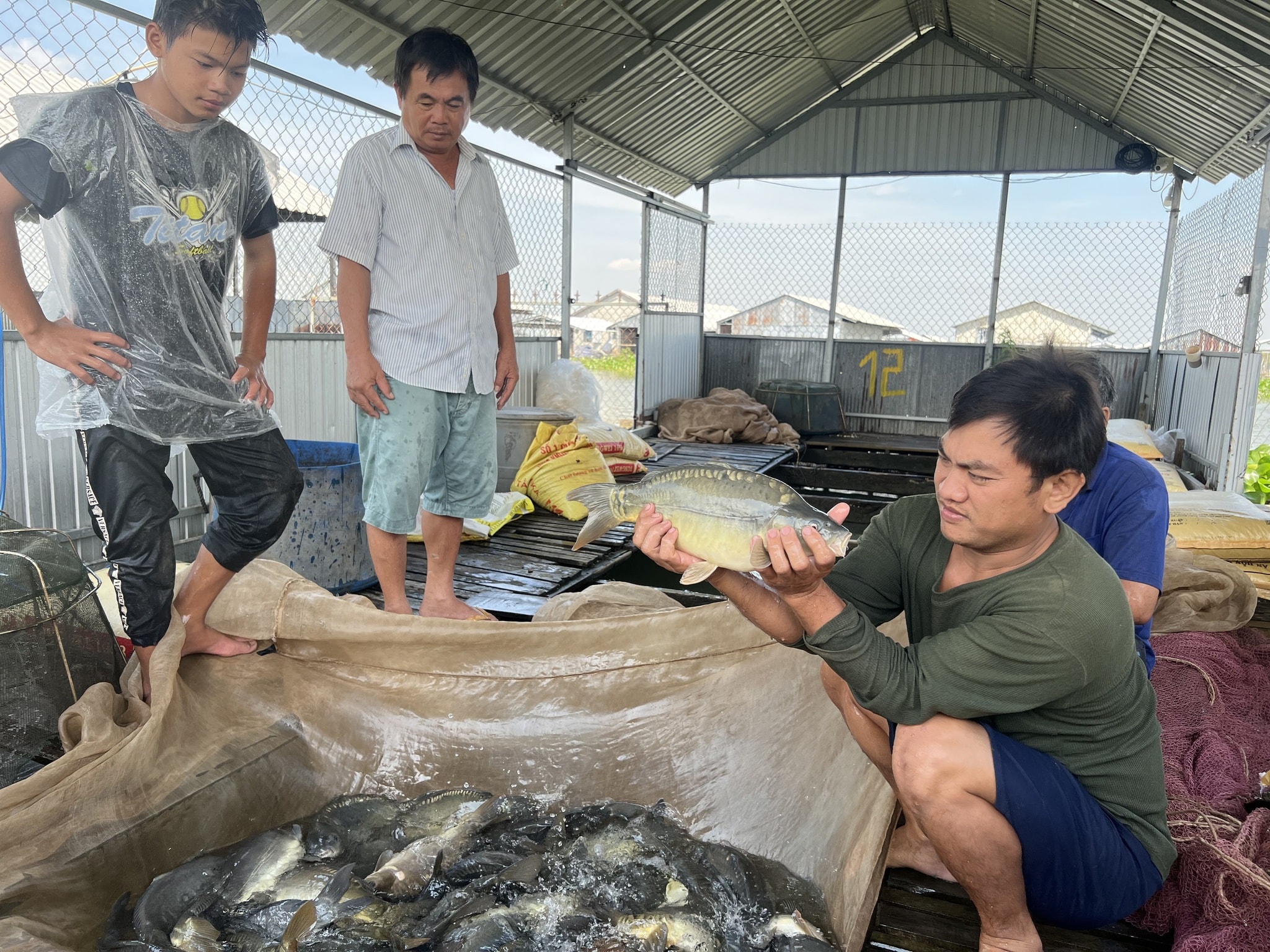 Ông Dũng (giữa) thu hoạch cá chép giòn, bán khắp các tỉnh thành ĐBSCL và TP.HCM