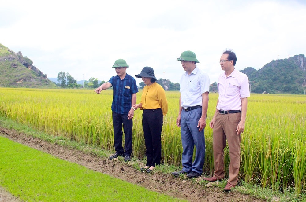 Tại một số vùng, bà con đã bắc mạ vụ hè thu. Ảnh: Phú Hương