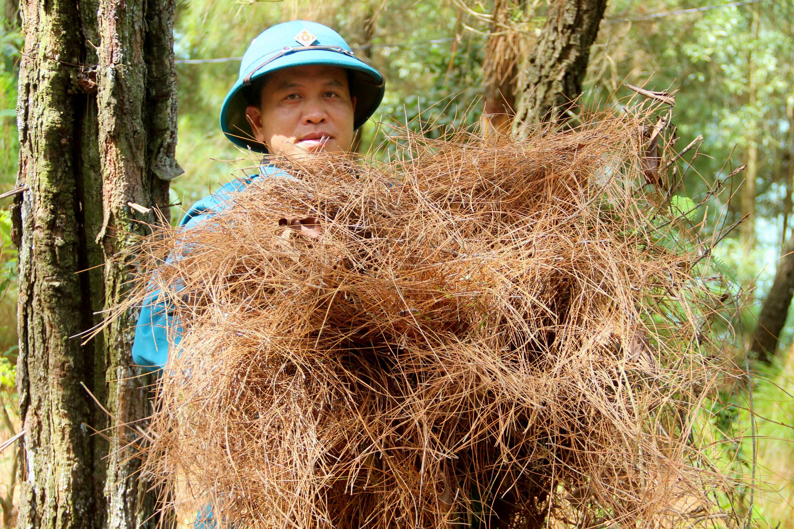 Nhiều cánh rừng tại huyện Diễn Châu có lớp thực bì dày nhưng chưa được thu gom. Ảnh: Quang An