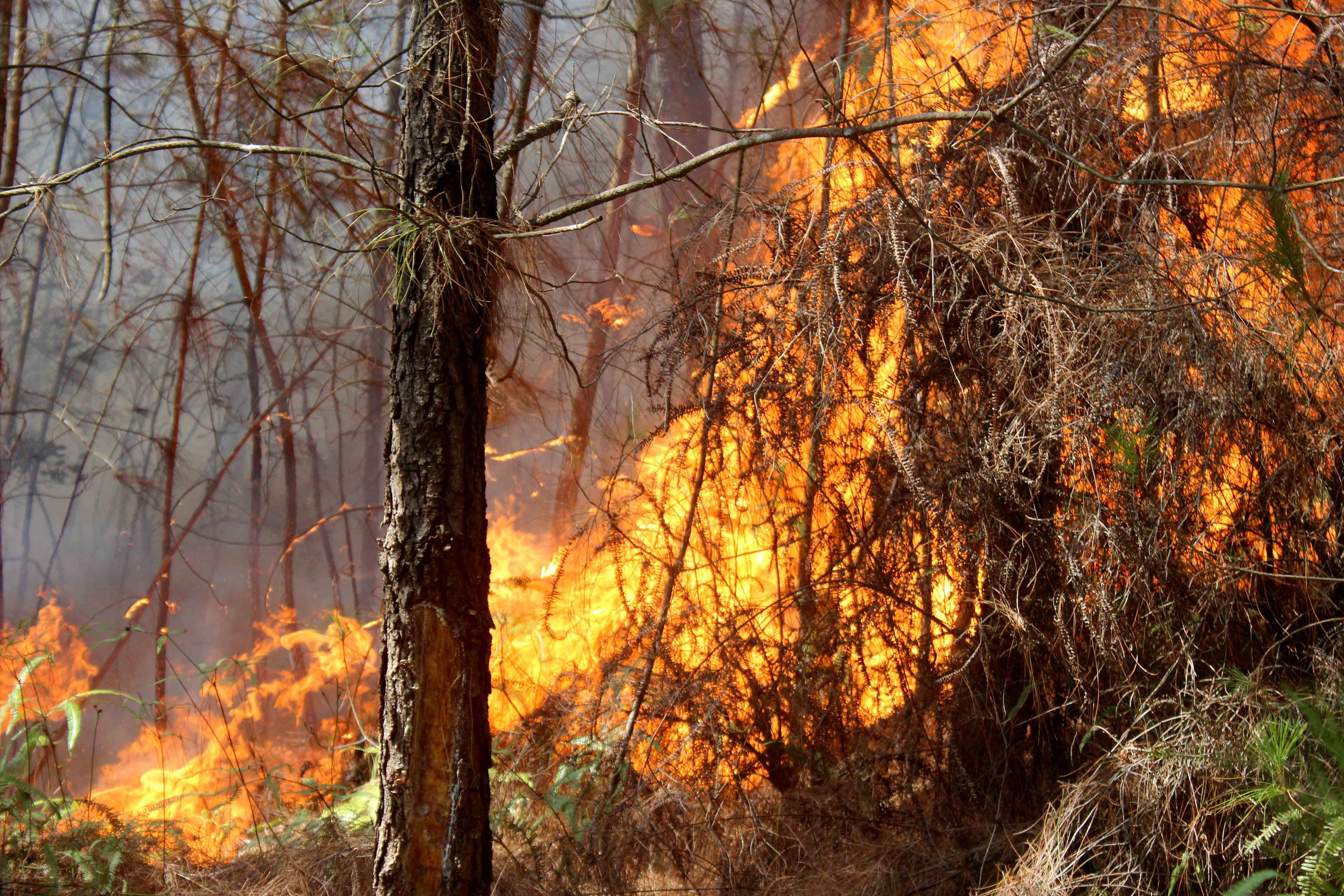 Lớp thực bì dày, cành lá khô là một trong những nguyên nhân chính dẫn tới việc cháy rừng bùng phát mạnh, lan rộng trong những năm qua. Ảnh: Quang An