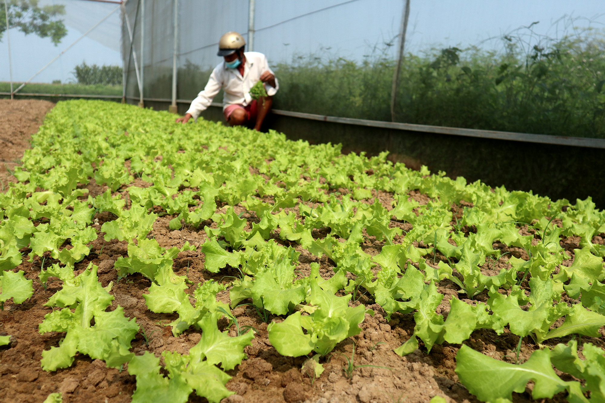 Hộ dân ở Diễn Xuân (Diễn Châu) trồng xà lách trái vụ trong nhà màng. Ảnh: Thanh Phúc