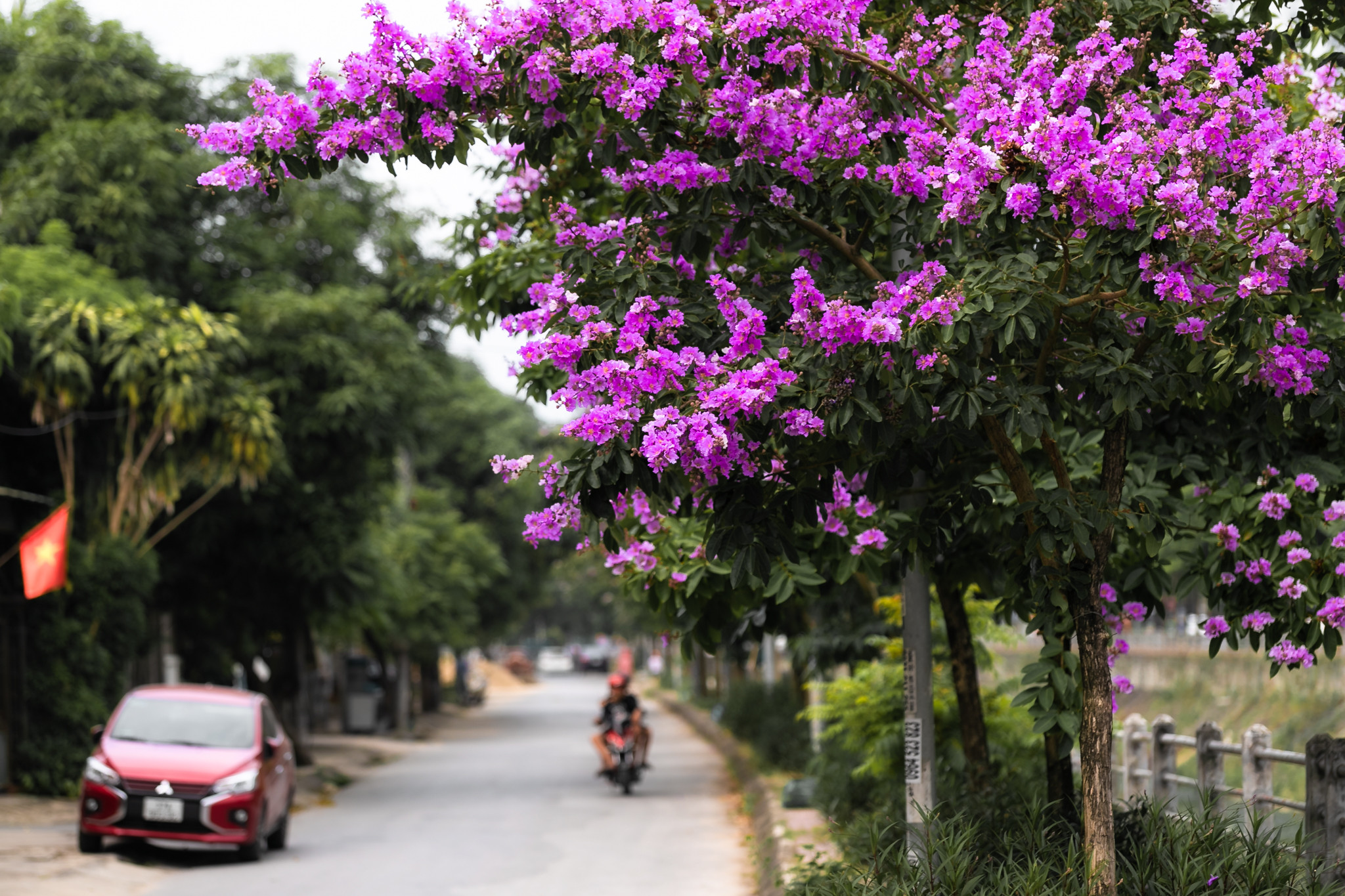 Loài hoa bằng lăng từ xưa đã trở thành đề tài sáng tác của biết bao thi sỹ. Bởi đây là loài hoa tượng trưng cho sự thủy chung, lãng mạn. Tản bộ dưới con đường phủ đầy sắc tím bằng lăng như đưa tâm hồn của mỗi người trở nên yên bình, nhẹ nhõm. Thành Vinh vẫn thế chưa bao giờ hết hấp dẫn với bao người dù đó là những ngày hè nóng nực. Ảnh: Đức Anh