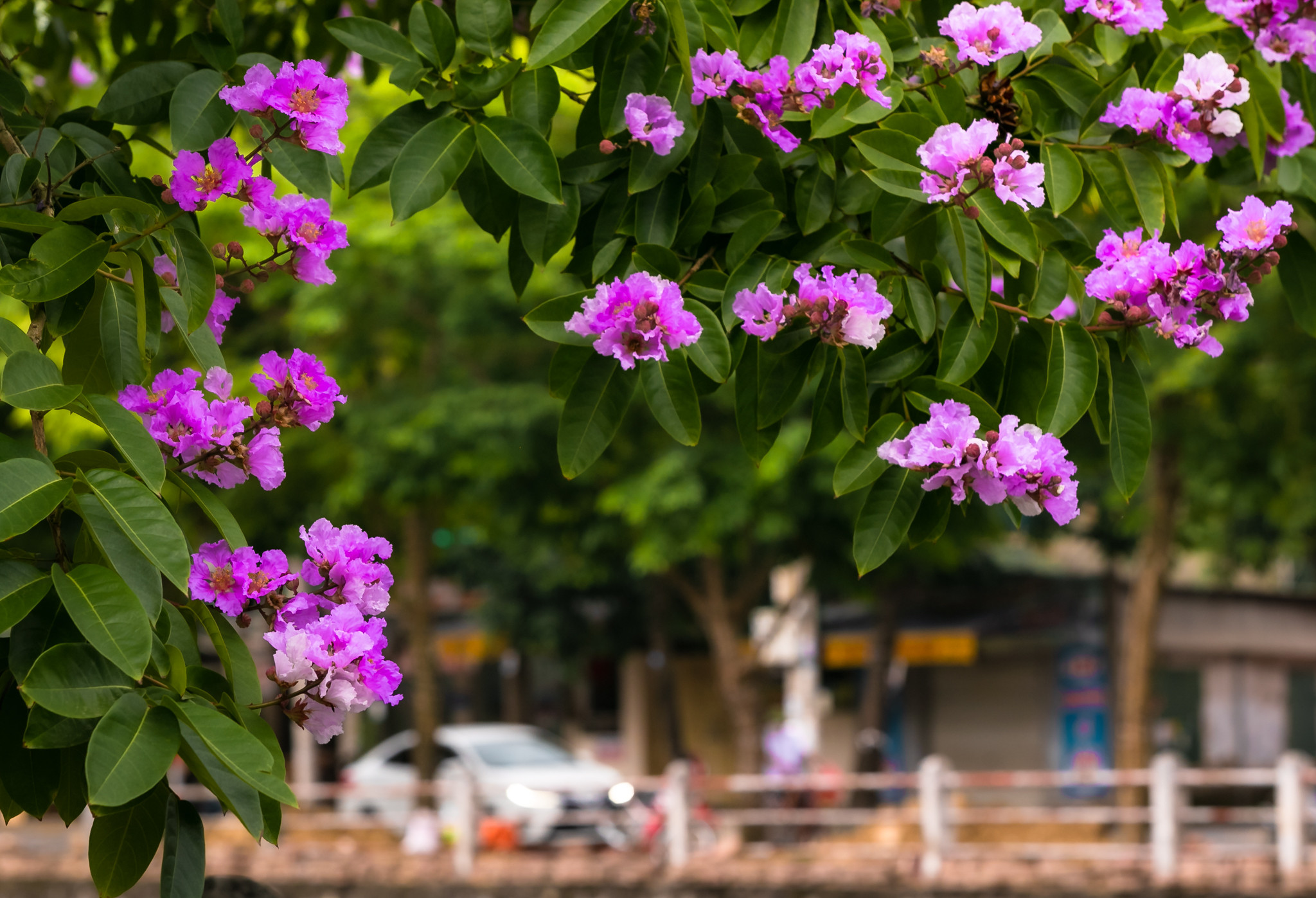 Loại hoa này nở đúng vào mùa hè, mùa chia tay bè bạn, chia xa mái trường thân yêu, có khi là chia tay những mối tình đậm sâu. Vì thế, sắc tím hoa bằng lăng thường tượng trưng cho nỗi buồn man mác như chia cách. Ảnh: Đức Anh