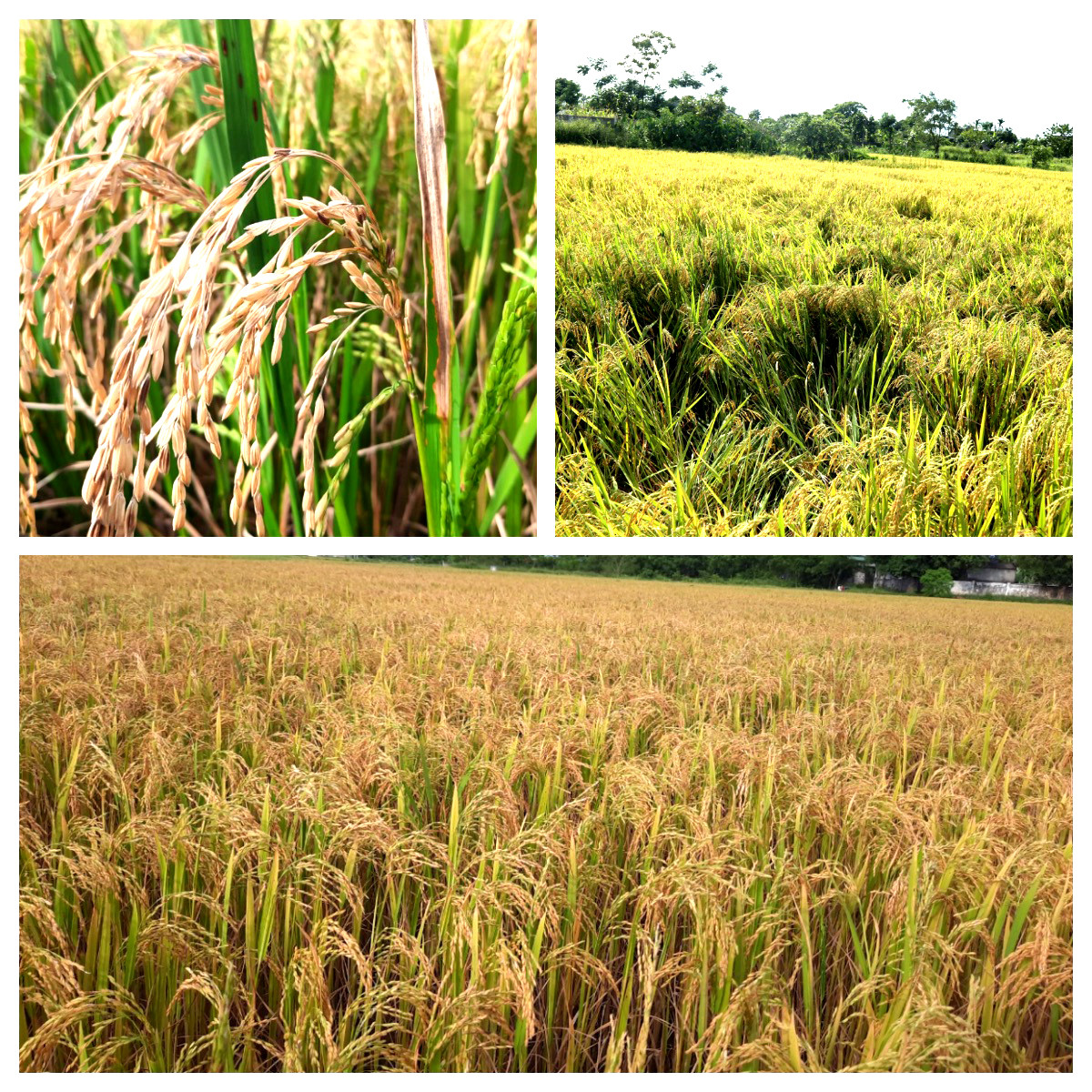 Ở nhiều vùng đồng, lúa đã chín rũ nhưng chưa máy gặt chưa về kịp. Ảnh: Thanh Phúc