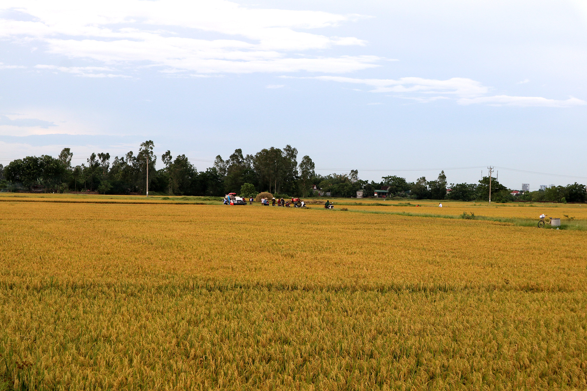 Cả vùng đồng hàng trăm mẫu, lúa đã chín nhưng chỉ có 1 máy gặt phục vụ dân. Ảnh: Thanh Phúc