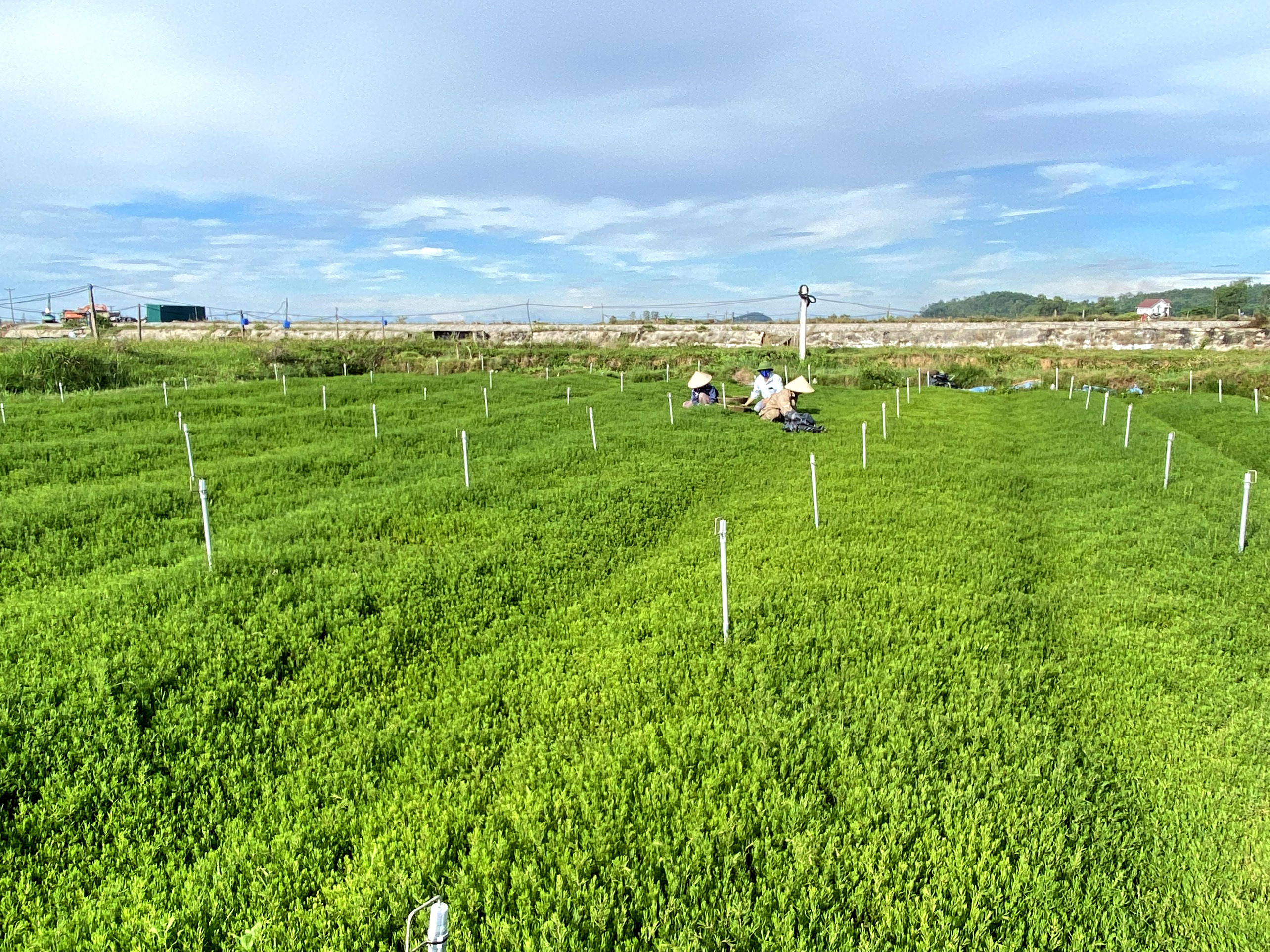 Mô hình trồng rau nhót trên đất nhiễm mặn ở phường Mai Hùng (TX.Hoàng Mai) đang được xem là một trong những giải pháp về chuyển đổi cơ cấu cây trồng thích nghi với biến đổi khí hậu. Ảnh: Thanh Phúc