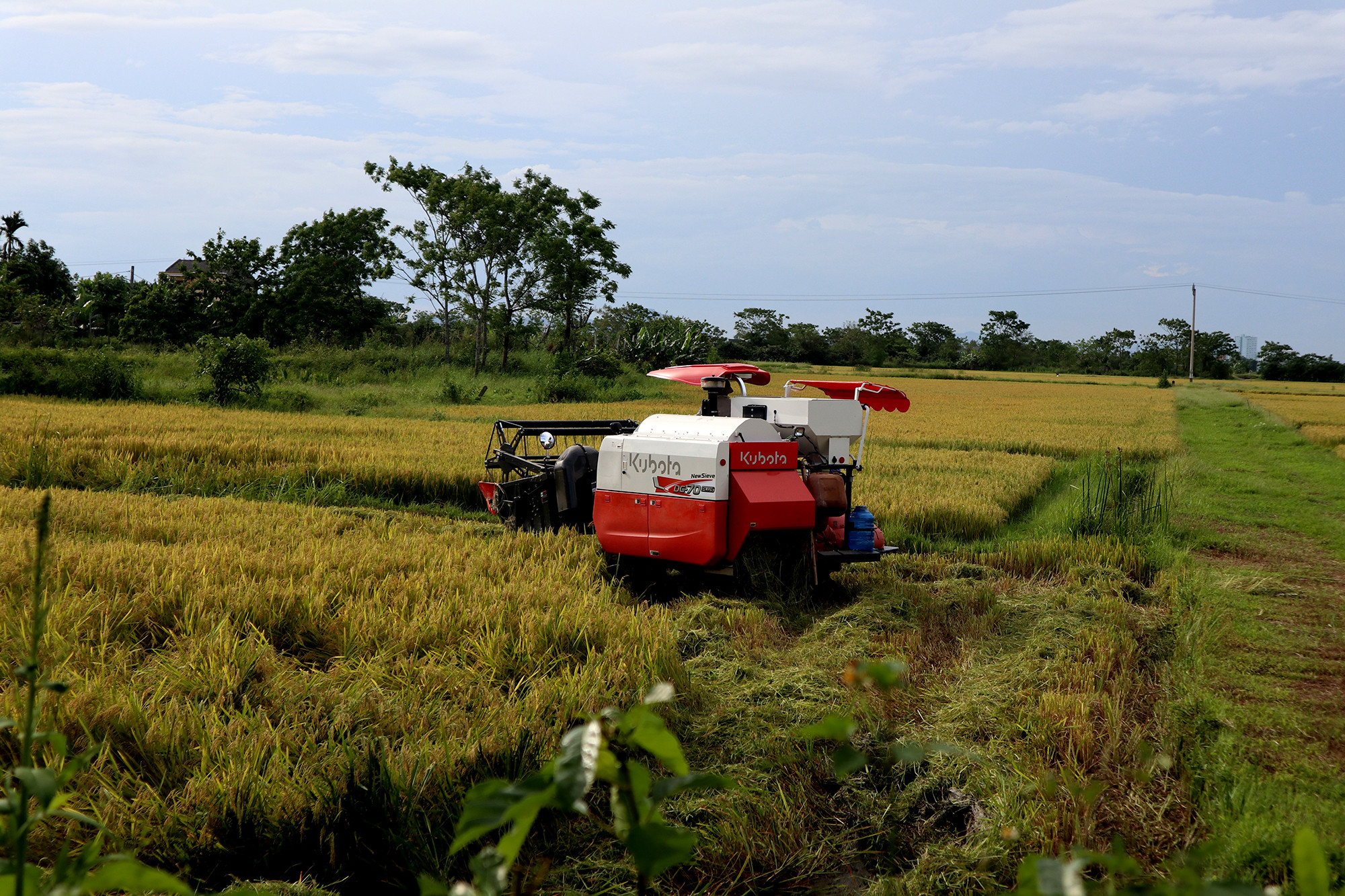 Sau khi mưa ngớt, người dân Hưng Nguyên đã khẩn trương thu hoạch lúa Xuân với phương châm 