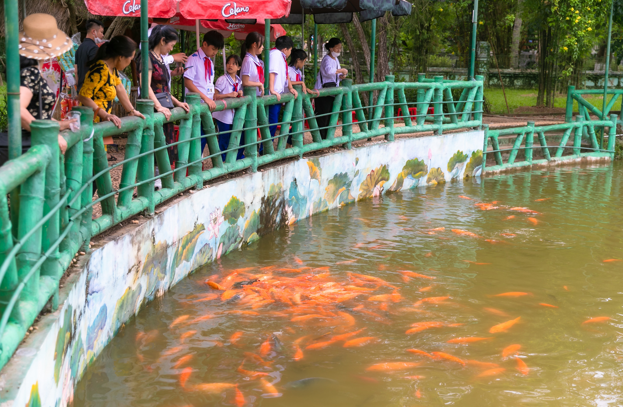 Cá chép vàng mang từ Khu di tích Phủ Chủ tịch Hà Nội vào Khu di tích Kim Liên để thả. Du khách đến tham quan được tự tay cho cá ăn. Ảnh: Đức Anh