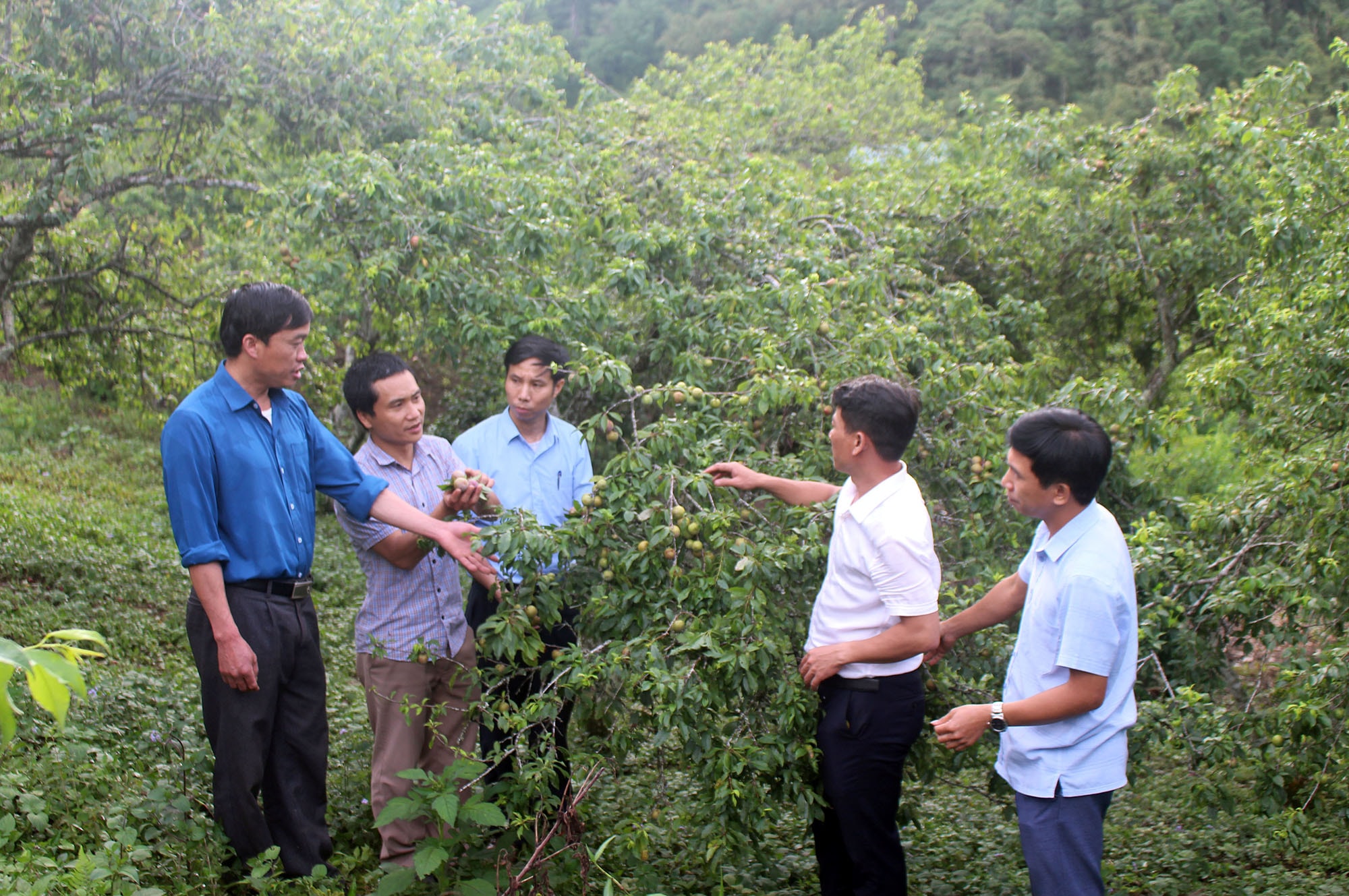 Huyện Kỳ Sơn và ngành Nông nghiệp tỉnh kiểm tra, tìm hướng đi nâng cao giá trị sản phẩm mânj Kỳ Sơn. Ảnh: Phú Hương