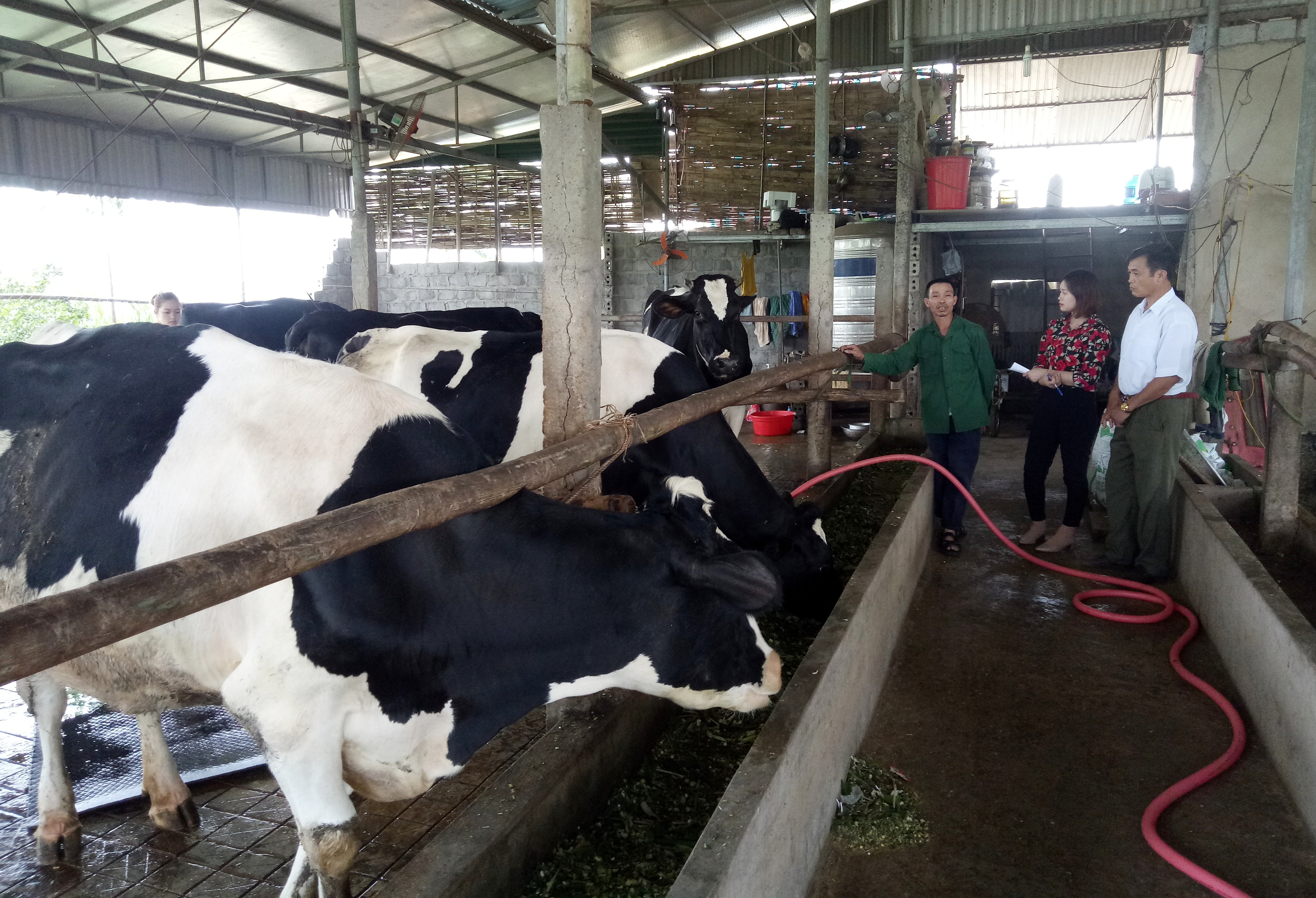 Ông Dương Hoàng Đức, xóm Phú Mỹ, xã Tây Hiếu, thị xã Thái Hòa đang chăm sóc đàng bò sữa của gia đình.