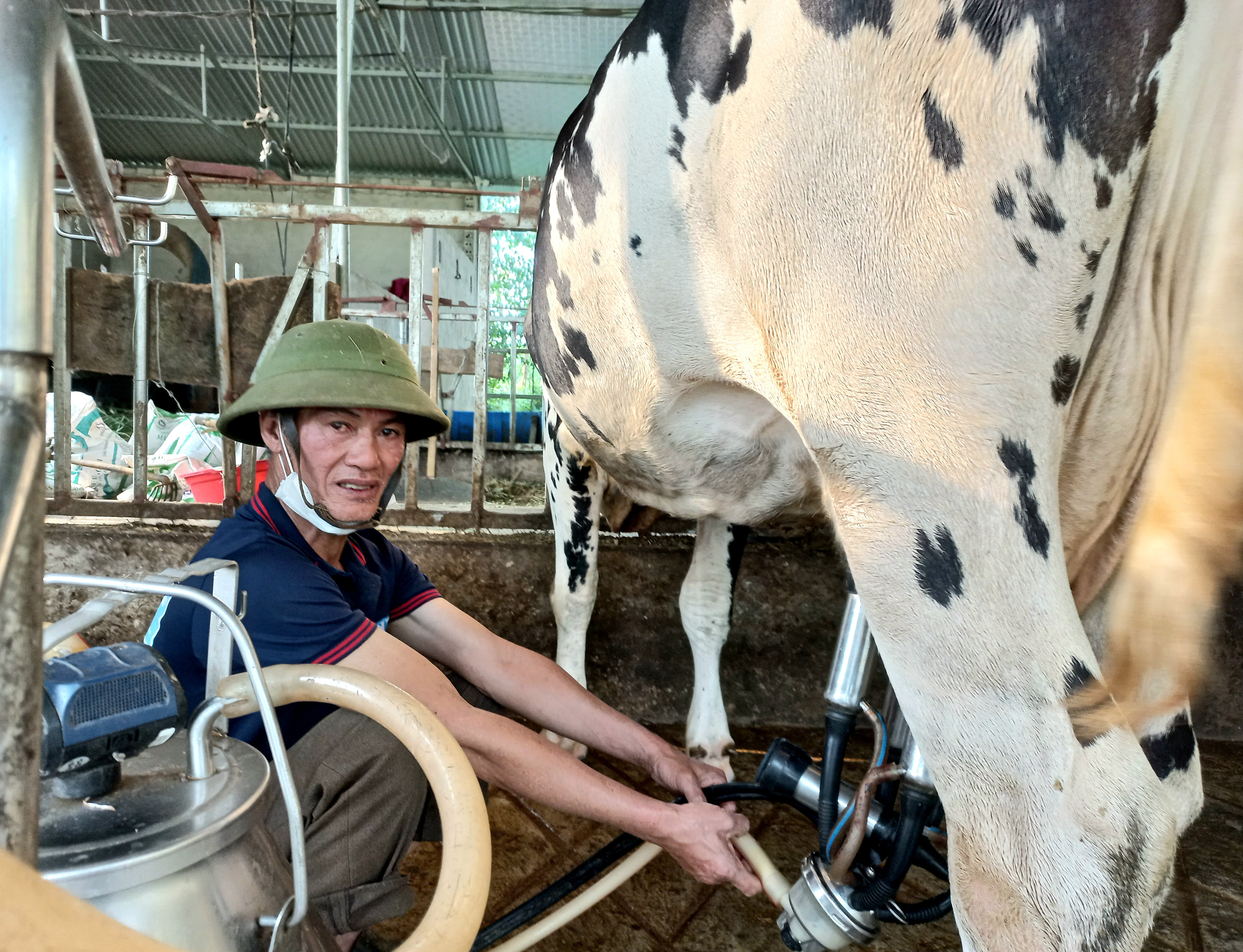 Đều đặn mỗi ngày đàn bò cho hai lần vắt sữa và được Công ty sữa Vinamilk thu mua với giá ổn định. Ảnh Quang Huy