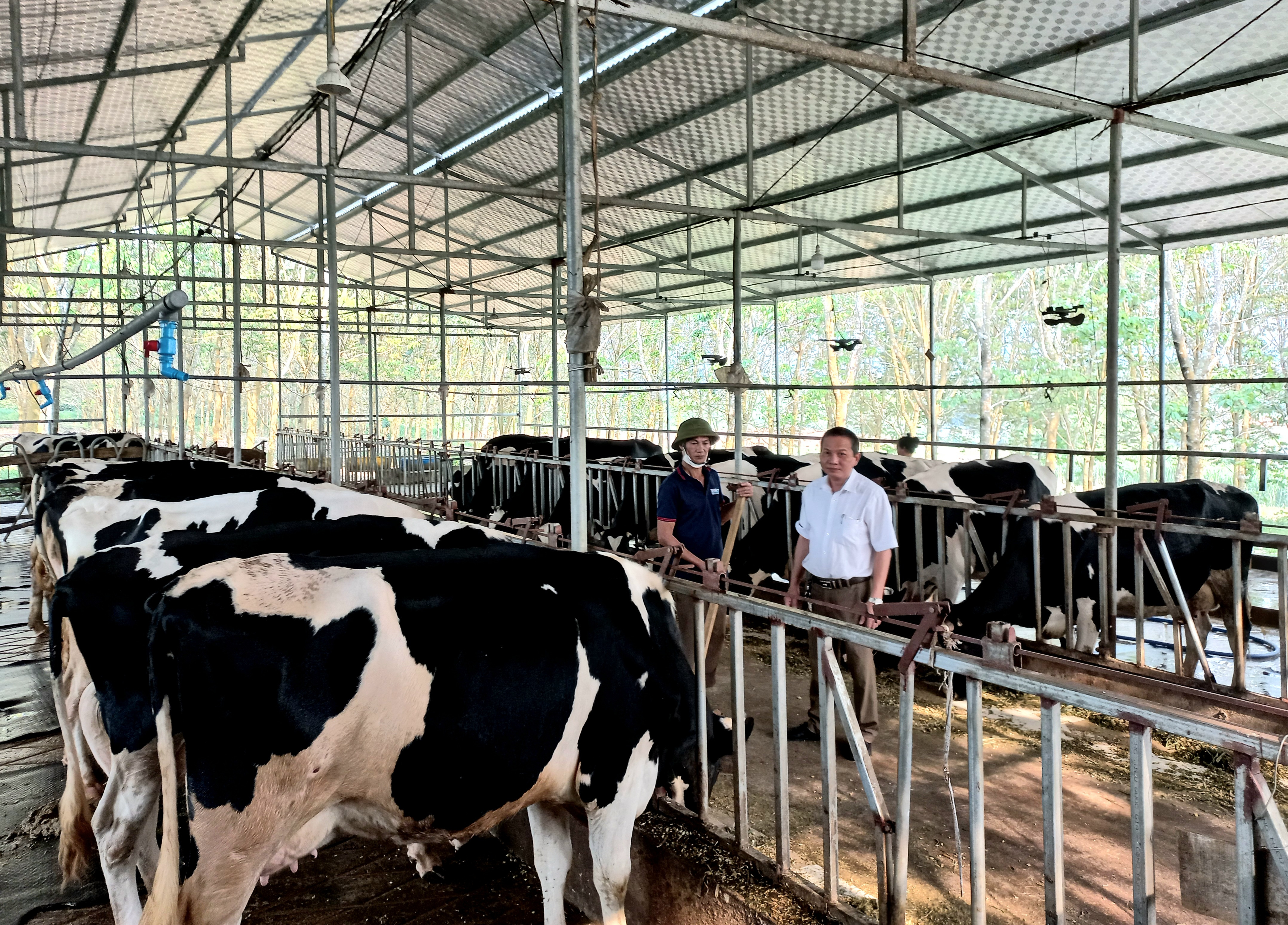 Tổng đàn bò sữa tại thị xã Thái Hòa đang có xu hứng phát triển trong những năn gần đây. Ảnh Thu Trang