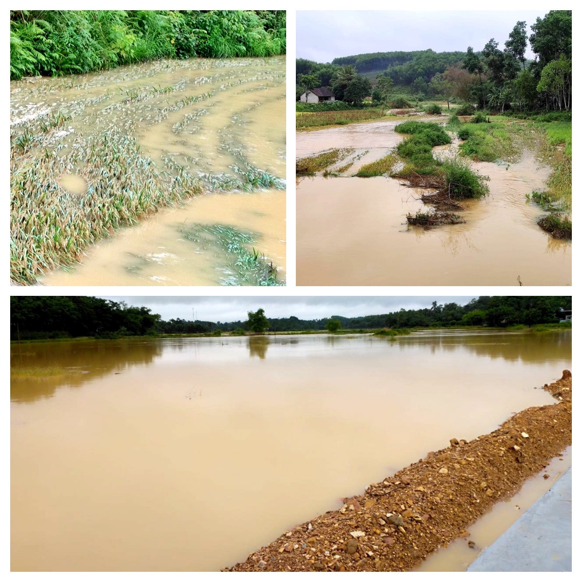 Toàn bộ diện tích lúa ở xã Cao Sơn (Anh Sơn) chìm trong biển nước. Ảnh: Thanh Phúc