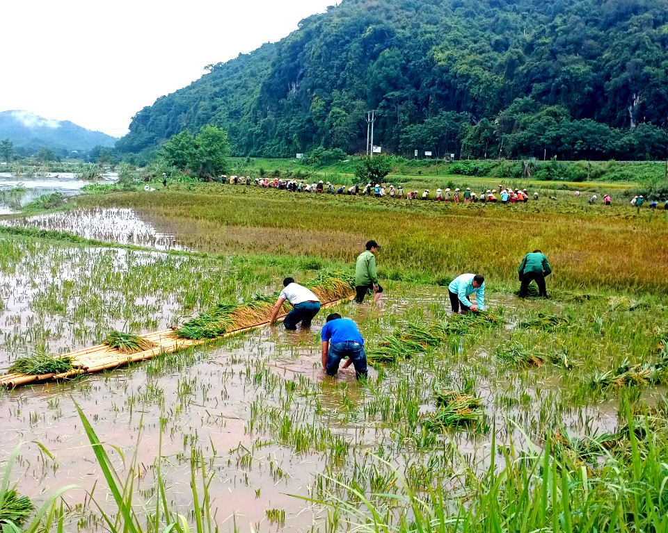 Huyện Quế Phong huy động các lực lượng tham gia gặt lúa giúp dân chạy lụt. Ảnh: Thanh Phúc