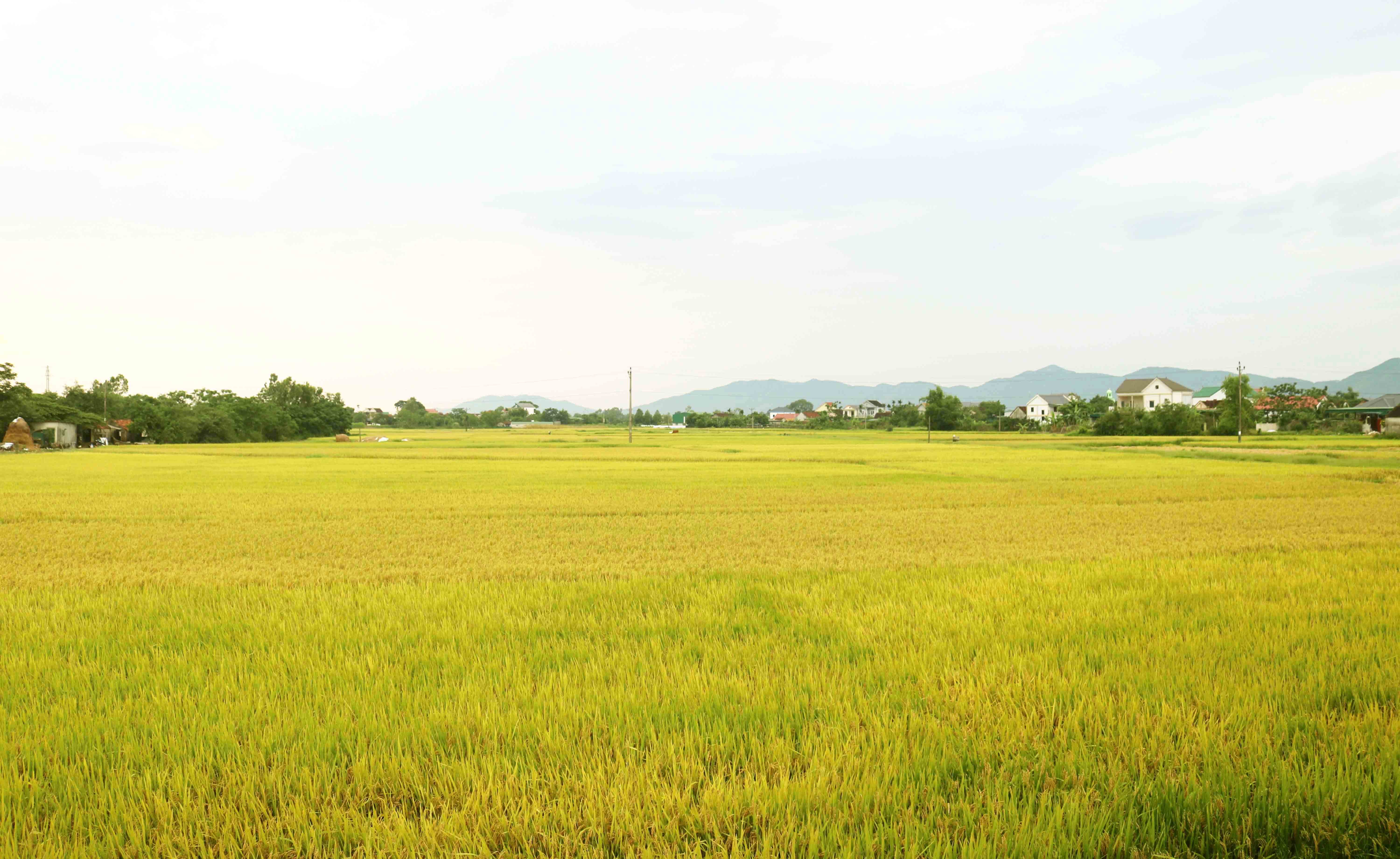 Ngày mùa trên quê Bác với những đồng lúa chín vàng bội thu đã tạo nên cảnh quan trù phú, tươi đẹp và đem lại niềm vui được mùa cho những người nông dân