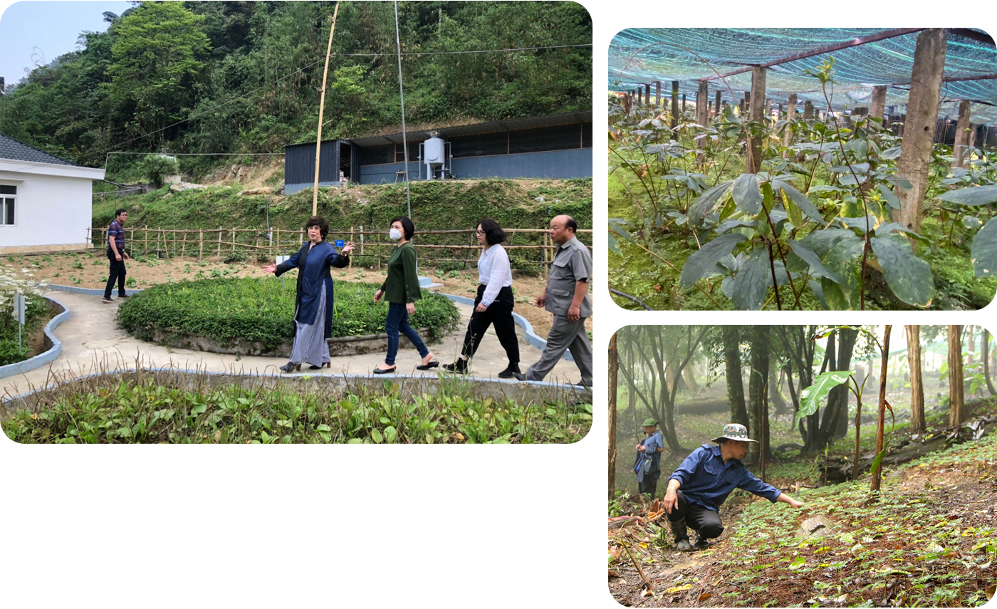 Bà Thái Hương, Chủ tịch tập đoàn TH giới thiệu với đối tác vườn ươm dược liệu Mường Lống; Cây bảy lá một hoa một dược liệu quý được trồng ở Mường Lống; Chăm sóc vườn sâm Phu-xai-lai-leng tại Na Ngoi (Kỳ Sơn).