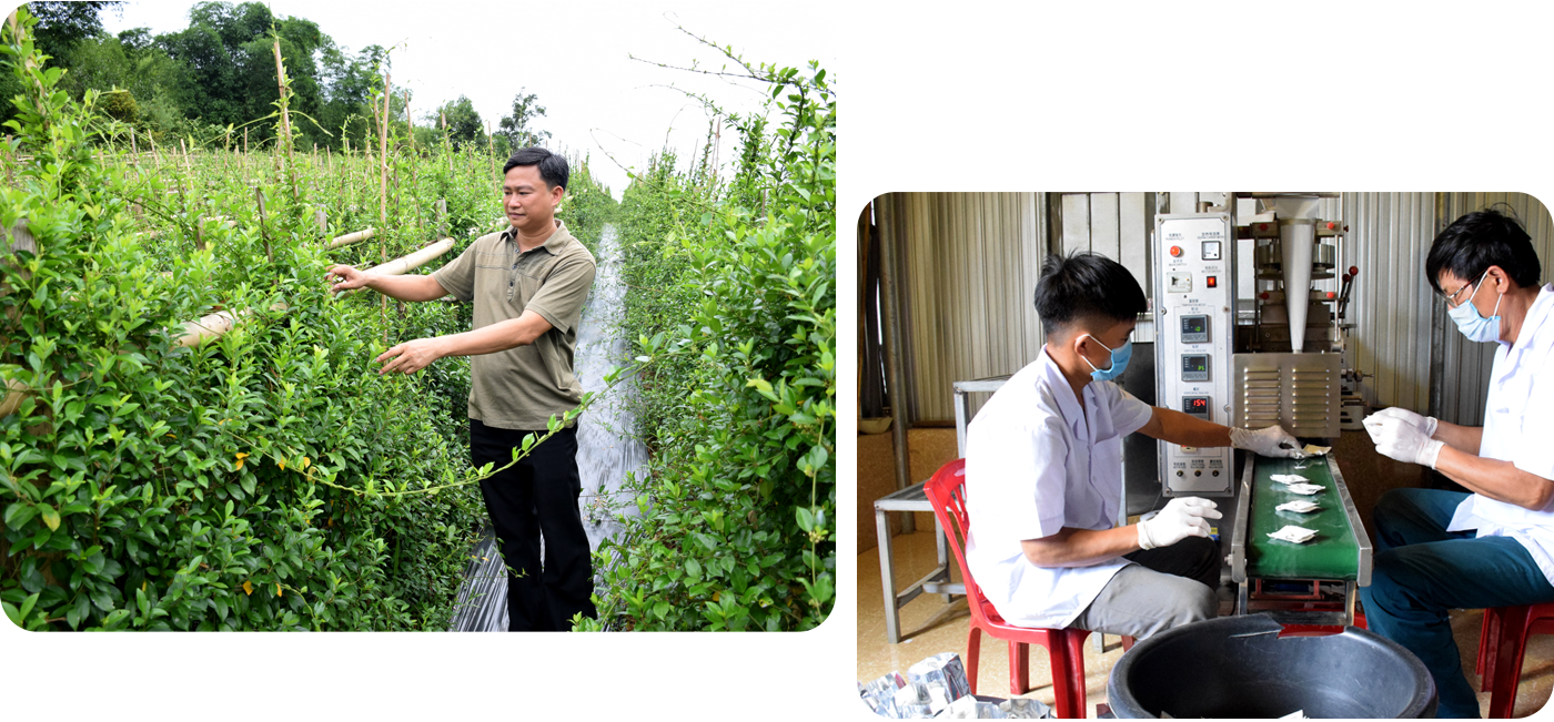 Vườn cây thìa canh và quy trình đóng gói trong túi giấy (túi lọc) của Công ty Cổ phần Dược liệu Pù Mát.