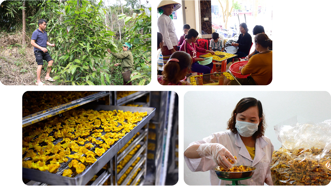 Người dân Quế Phong thu hái và chế biến chè hoa vàng.