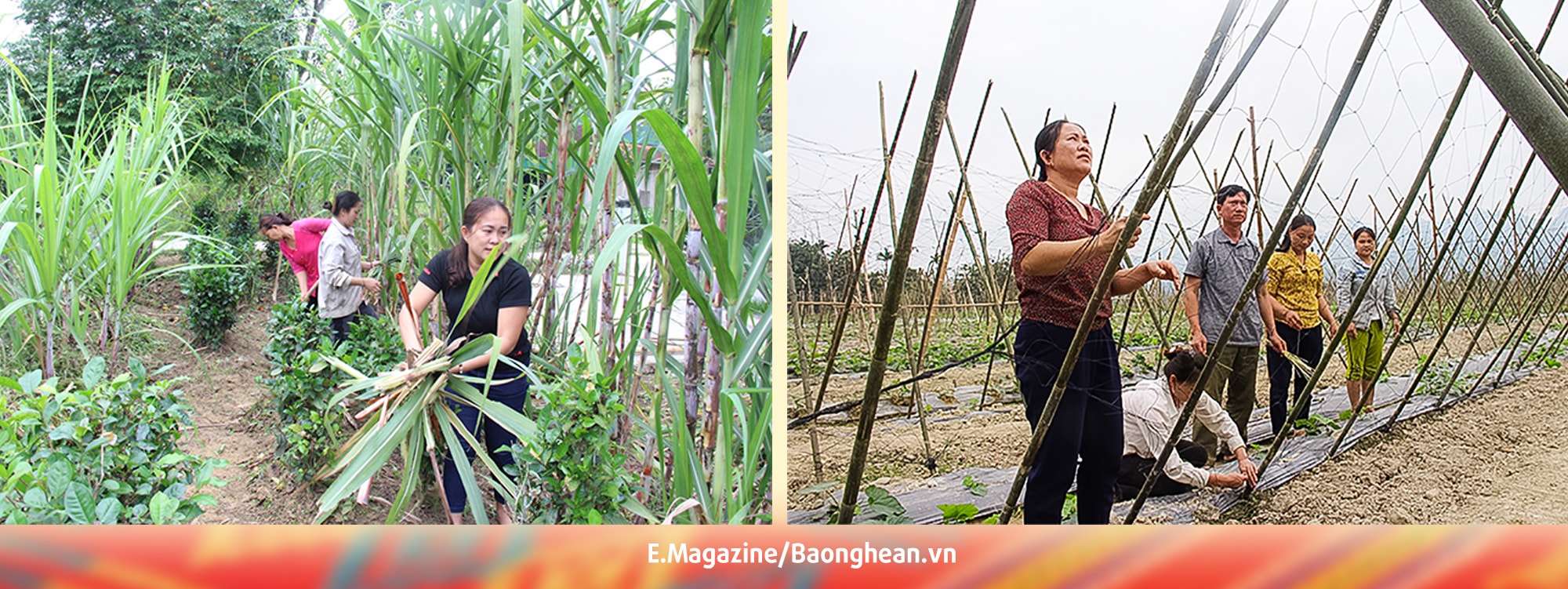 Bí thư kiêm Trưởng bản Khe Ló, xã Môn Sơn (Con Cuông) Lương Thị Tâm (cận ảnh) tham gia sản xuất nông nghiệp cùng người dân. Ảnh: KL
