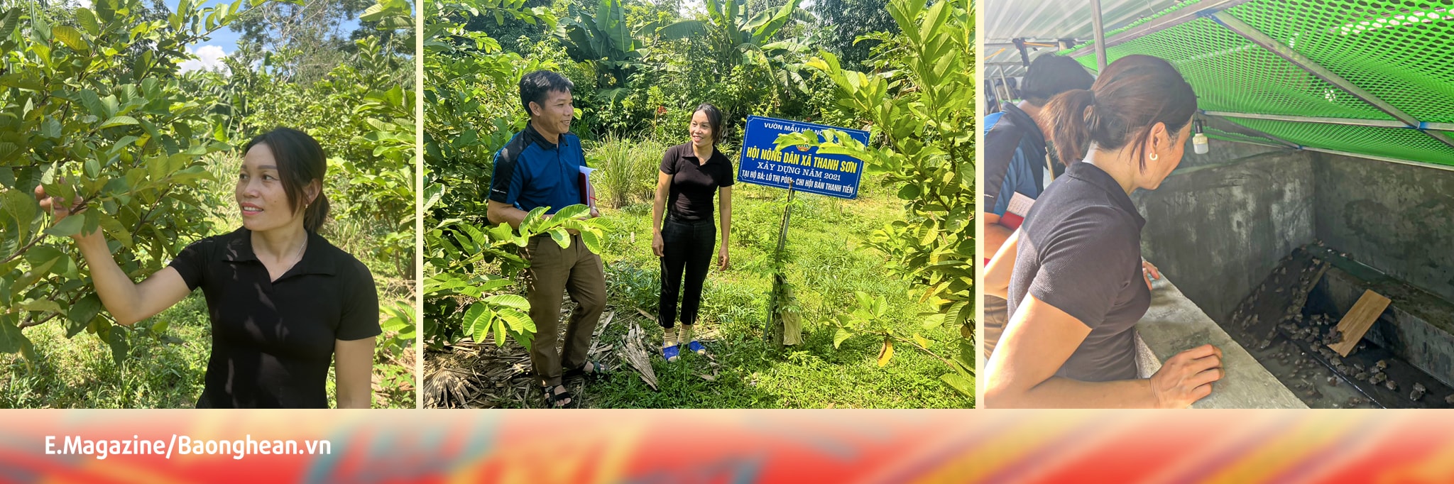 Trưởng bản Thái Thanh Tiến, xã Thanh Sơn (Thanh Chương) Lô Thị Pòm tiên phong phát triển kinh tế với mô hình trồng keo, trồng ngô, chăn nuôi 4-5 con trâu bò, 4.000 con ếch, trồng ổi sạch...