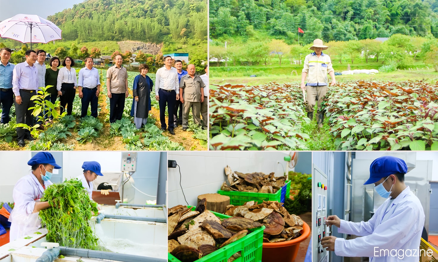 Lãnh đạo tỉnh Nghệ An tham quan vườn cây dược liệu và dây chuyền tinh chế dược liệu của Tập đoàn TH tại Mường Lống (Kỳ Sơn)