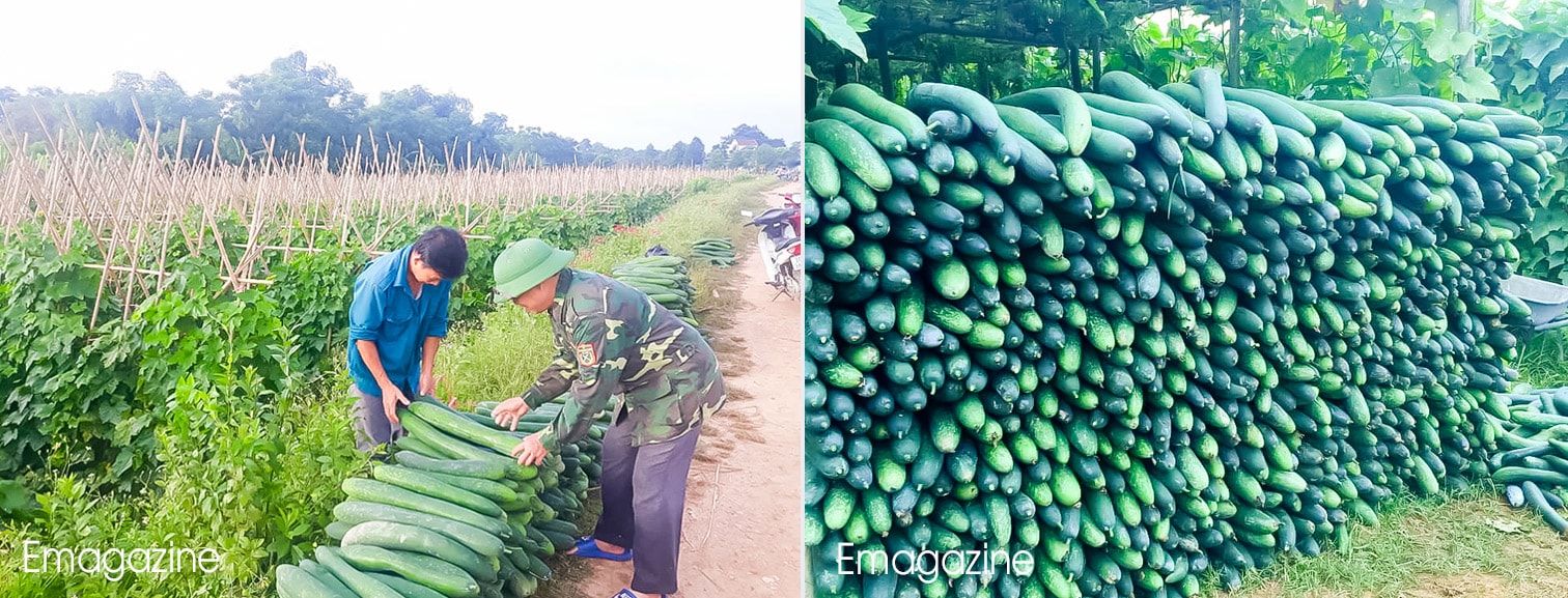 Bí chất đống trên những cánh đồng chờ giải cứu. Ảnh: Thanh Phúc