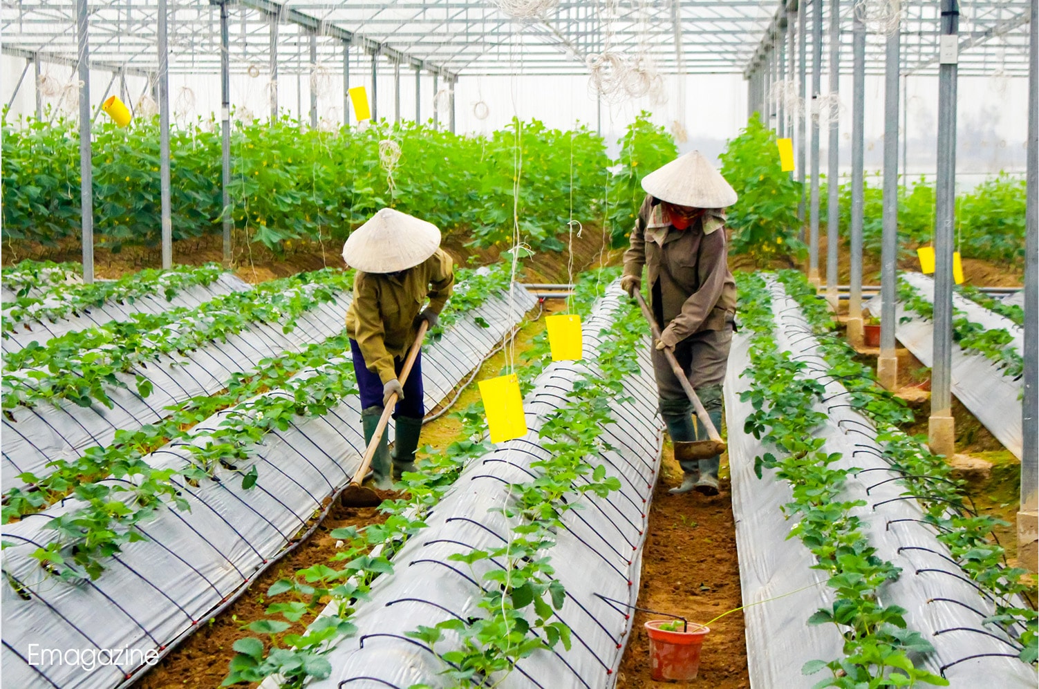 Trồng dưa vụ đông trong nhà lưới ở Hưng Nguyên. Ảnh: Phú Hương