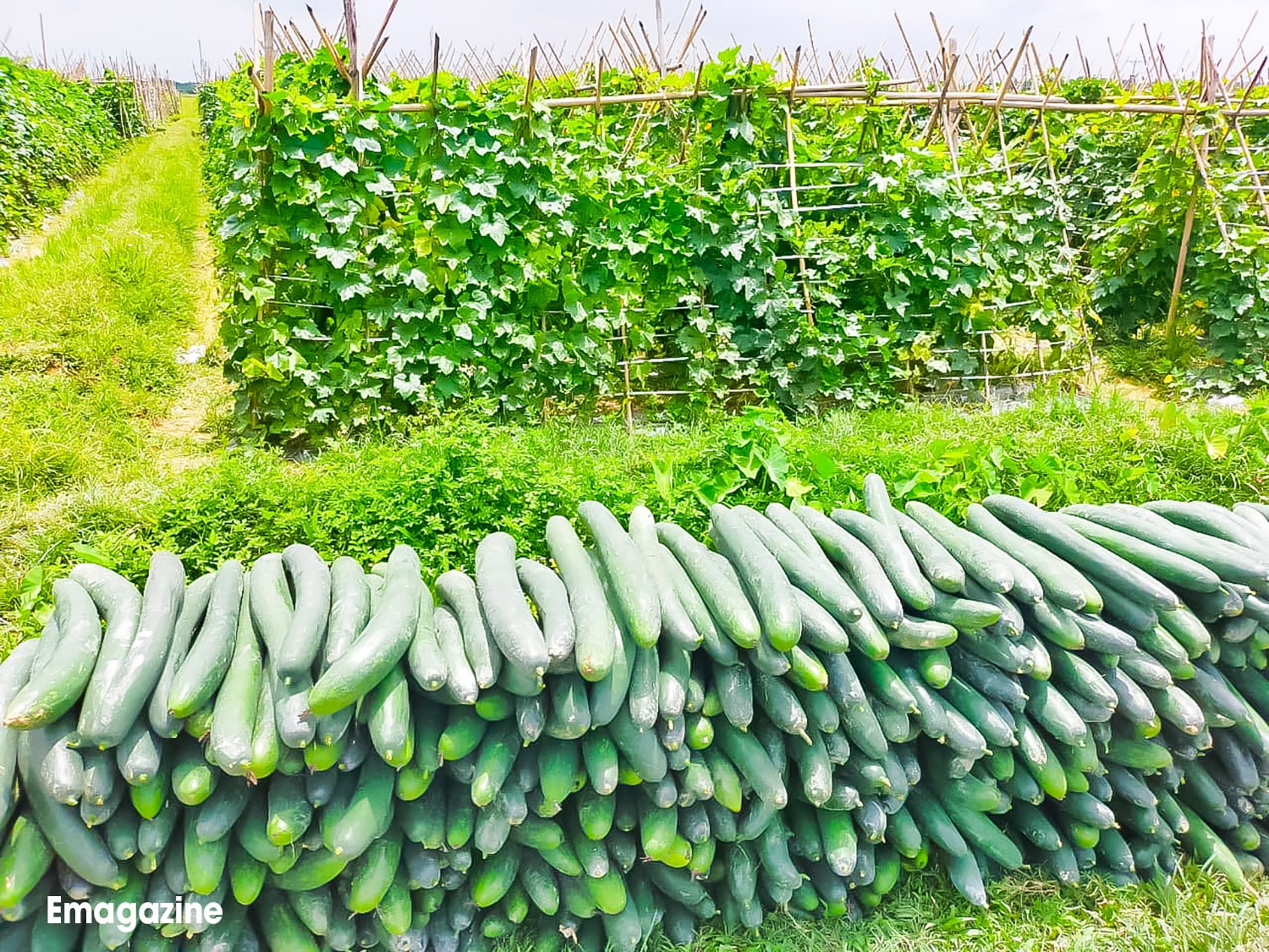 Vụ bí năm 2021, bí xanh ế ẩm, giá bán xuống thấp. Ảnh: Thanh Phúc