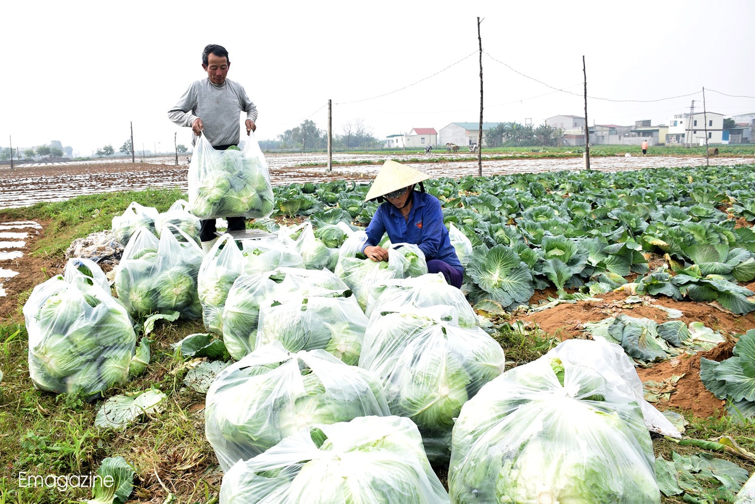 Thu hoạch cải bắp vụ đông tại huyện Diễn Châu. Ảnh: Xuân Hoàng