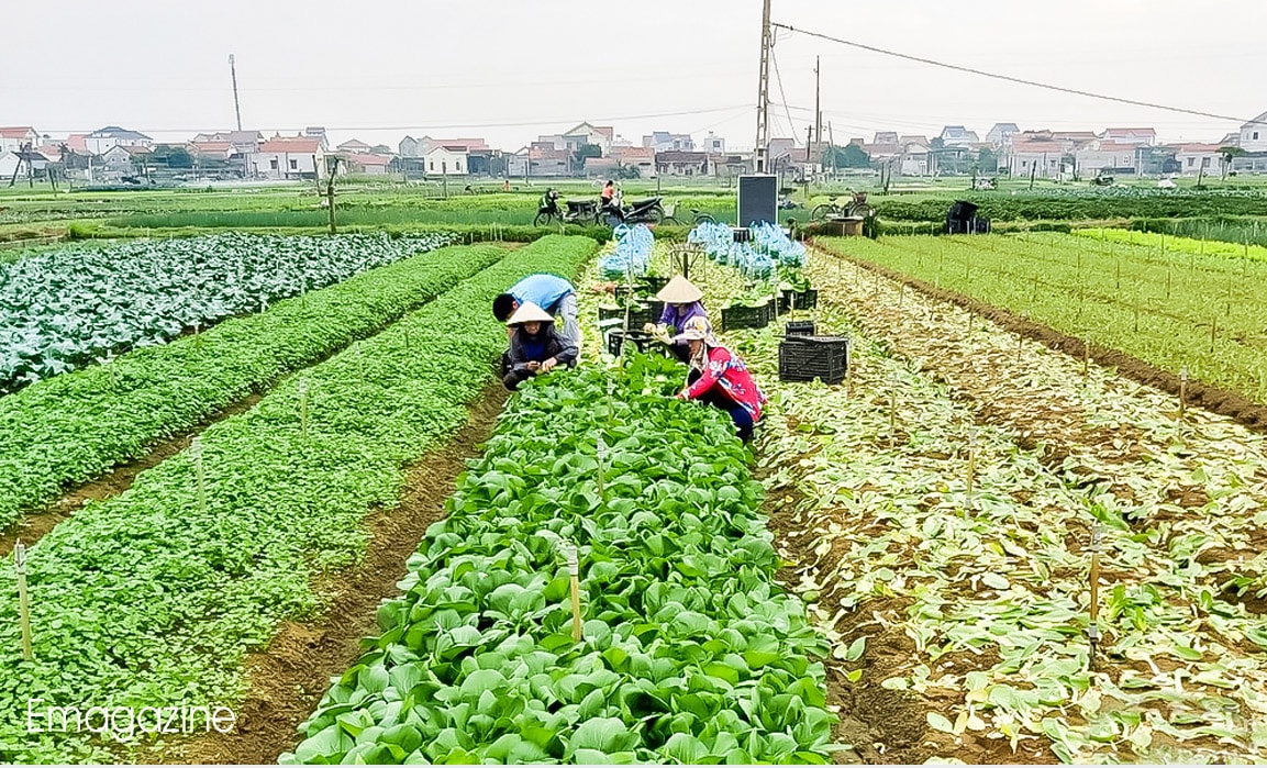 Thu hoạch rau trên vùng bãi ngang Quỳnh Lưu. Ảnh: Xuân Hoàng